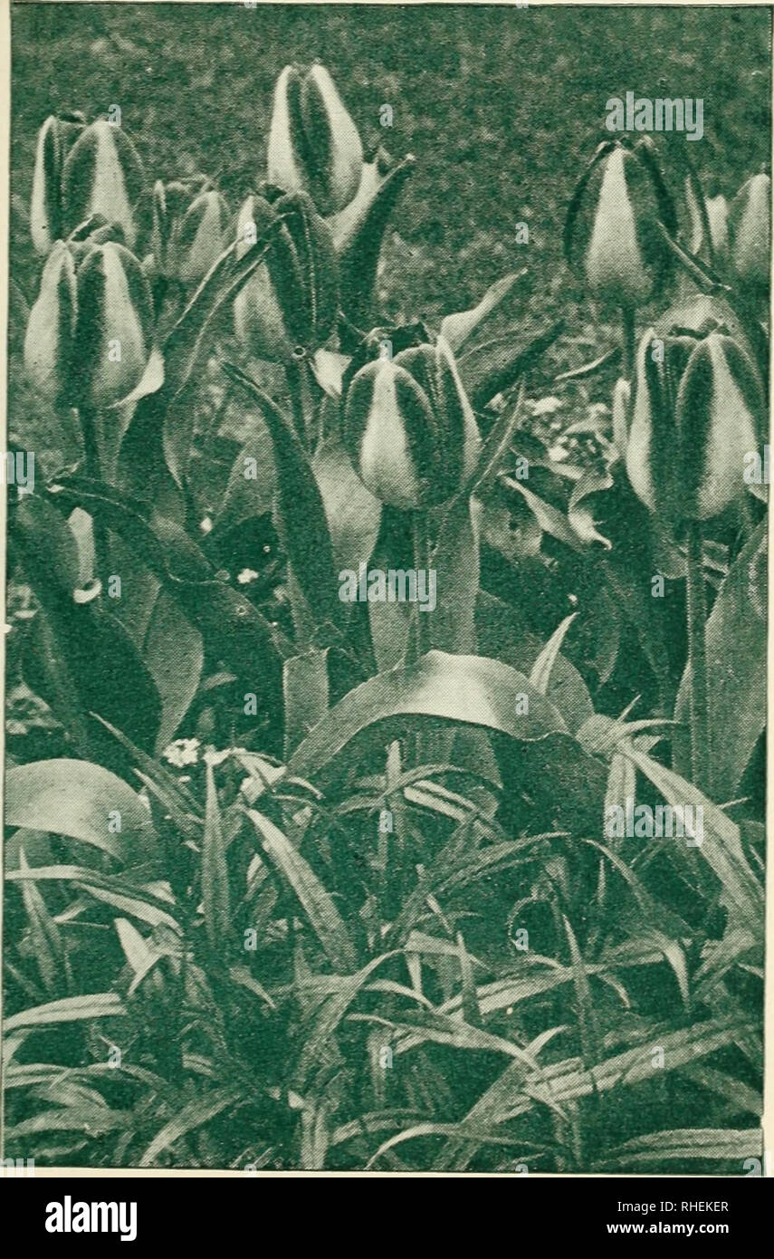 . Bolgiano's selected bulbs plants, and seeds for 1949 fall planting. Nurseries (Horticulture) Catalogs; Bulbs (Plants) Catalogs; Seeds Catalogs. TULIPSMftte a parade of color in the garden Single Early Tulips Coufeur Cardinal. Rich, glittering cardinal-red. SI.25 per doz.; $9.25 per 100. De Wet Fireglow . Golden yellow flushed with orange-scarlet. SI. 15 per doz.; $8.00 per 100. Keizerskroon. Bright red with broad golden yel- low border. SI.25 per doz.; S9.25 per 100. Pink Beauty. Deep rose with white flush outside. $1.75 per doz.; S12.50 per 100. Rising Sun. Deep golden yellow. $1.35 per doz Stock Photo