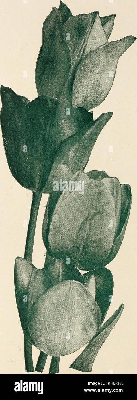 . Bolgiano's selected bulbs plants, and seeds for 1949 fall planting. Nurseries (Horticulture) Catalogs; Bulbs (Plants) Catalogs; Seeds Catalogs. MAY-FLOWERING TULIPS, Continued. Darwin • Breeder • Cottage Mrs. John T. Scheepers. Cottage. Stunning golden yellow; long, large petals. $1.25 per doz.; $8.75 per 100, Mrs. Moon. Cottage. Deep yellow; reflexed, pointed petals. $1.25 per doz.; $9.25 per 100. Picotee. Cottage. White margined carmine-rose. $1.50 per doz.; $11.00 per 100. Pride of Haarlem. Darwin. Brilliant carmine- rose; very large. $1.25 per doz.; $9.00 per 100. Princess Elizabeth. Dar Stock Photo