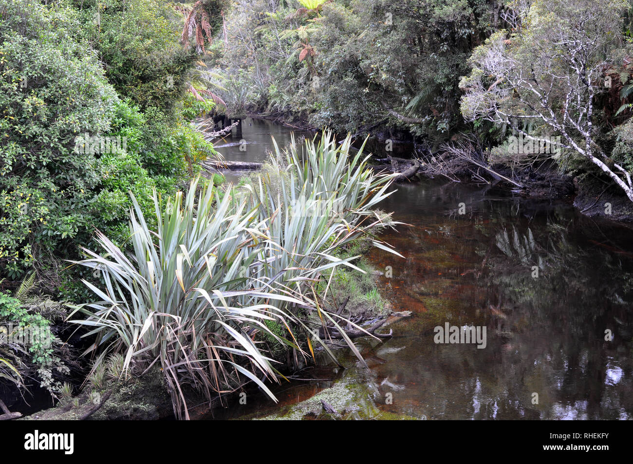 New Zealand rainforest south island Stock Photo