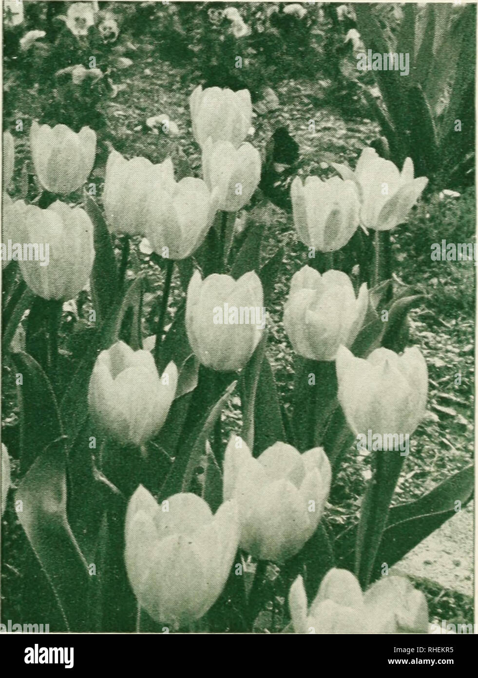 . Bolgiano's selected bulbs plants seeds for 1943 fall planting. Nurseries (Horticulture) Catalogs; Bulbs (Plants) Catalogs; Seeds Catalogs. TULIPS makeaparadeof color intheGarden Cottage Tulips — May-flowering Carrara. Purest white; ivory stamens. Dido. Orange-red changing to orange-yellow. 30 in. Inglescombe Pink. Delicate rose-pink, tinted salmon. 2.1 in. Inglescombe Yellow. Perfect flowers of full, rich yellow. 11 in. Mrs. Moon. Deep yellow reflexed pointed petals. 25 in. All Cottage Tulips, except where noted, 12c. each; $1.10 for 10; $8.50 per 100 Picotee Maiden's Blush). White margined  Stock Photo