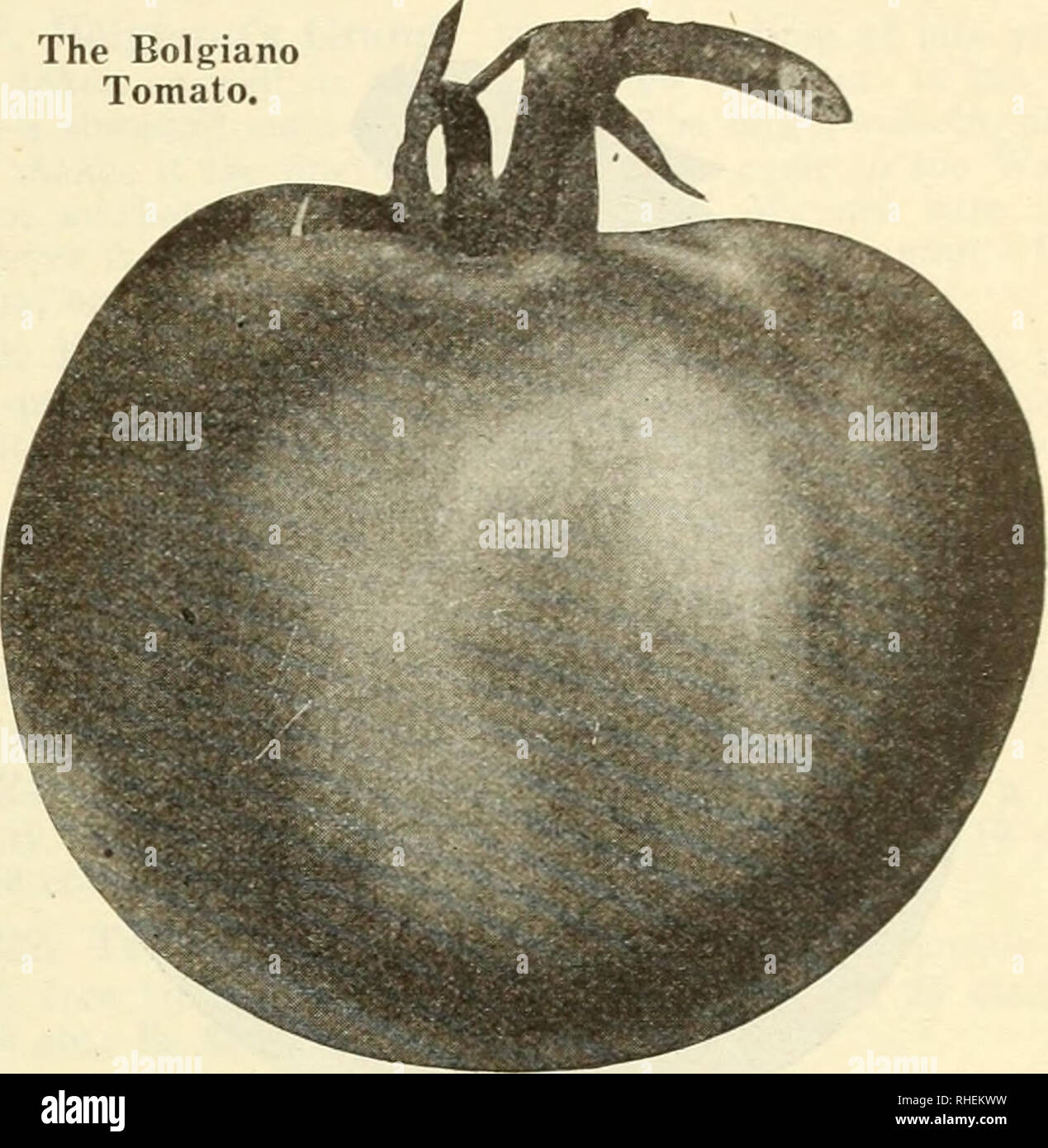 . Bolgiano's of Washington : new 1925 introduction the Washington tomato. Nurseries (Horticulture) Catalogs; Bulbs (Plants) Catalogs; Vegetables Catalogs; Garden tools Catalogs; Seeds Catalogs; Flowers Catalogs; Poultry Equipment and supplies Catalogs. The Capitol Tomato. Red Tomatoes The Washington Tomato. (Specialty, see page 3.) A  marvelou.s wilt-resistant tomato. A heavy yielding main cropper, perfectly smooth, solid, rich red and meaty. Pkts. 25 cts. and 50 cts.; '/2 oz. S1.25; oz. $2.25; V4 lb, $7.50; lb. $25.0«, postpaid. ACT. Bolgiano's Capitol Tomato. (SPECIALTY, see &quot;^ • page  Stock Photo