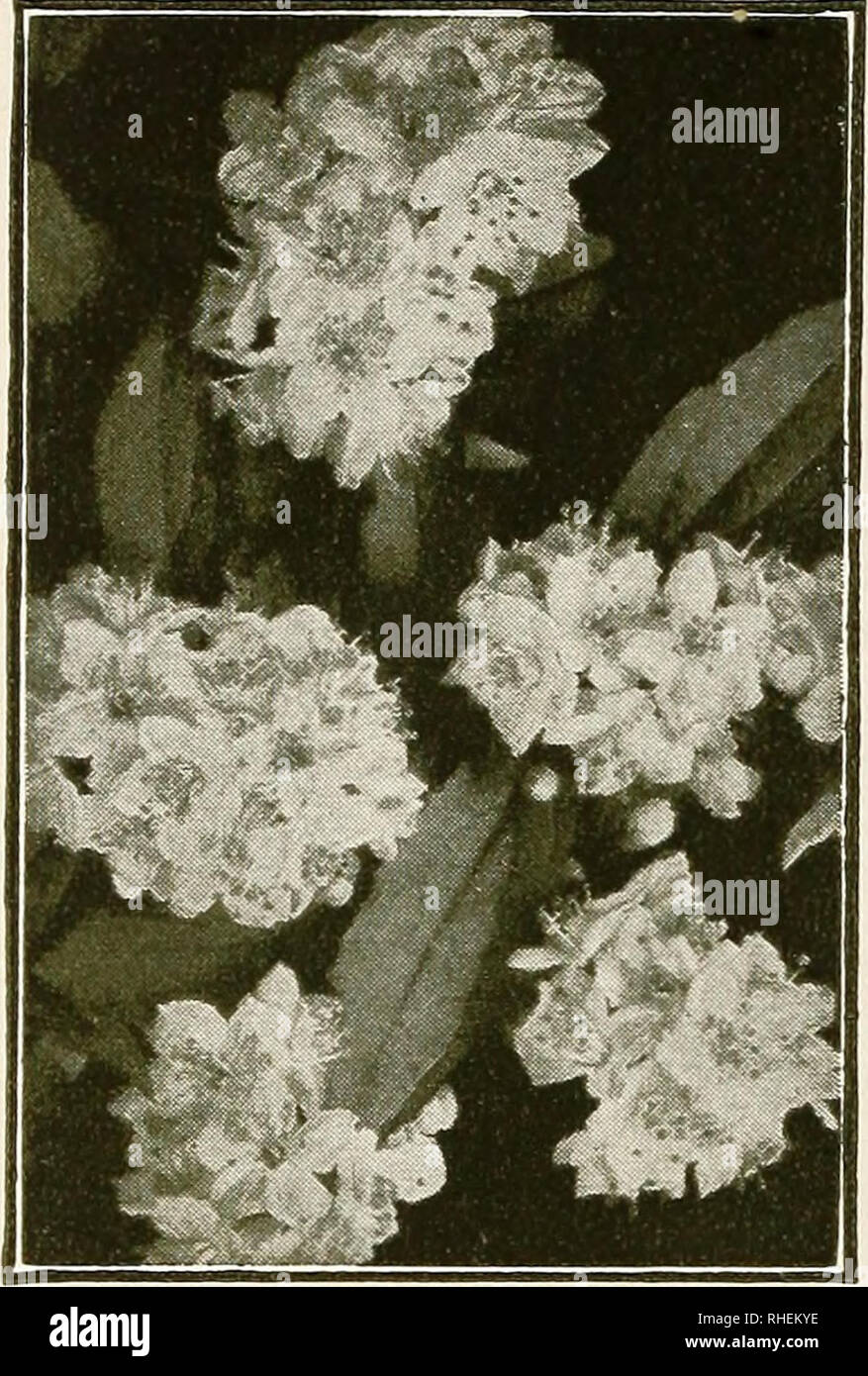 . Bolgiano's selected bulbs plants seeds for 1942 fall planting. Nurseries (Horticulture) Catalogs; Bulbs (Plants) Catalogs; Seeds Catalogs. 14 F. W. BOLGIANO &amp; CO., WASHINGTON, D. C. Hardy Flowering Shrubs Prices quoted include delivery in Washington, D. C, and vicinity. We do not ship Nursery Stock. Because there are so many conditions upon which successful growth is dependent, and over which we have no control, we cannot guarantee our nursery stock in any way whatsoever. ALTHEA. Rose of Sharon. Blooms from July until October. Double pink, white, and violet-red. 2 to 3 feet. 65 cts. each Stock Photo