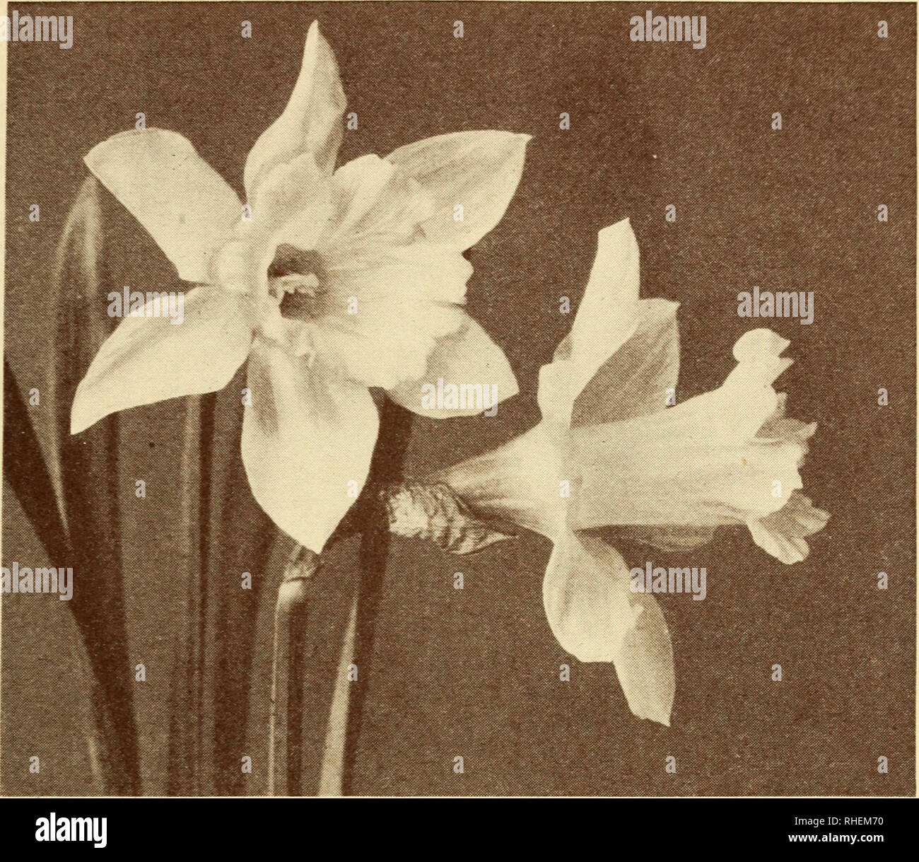. Bolgiano's selected bulbs, plants, seeds, for fall planting, 1927. F. W. BOLGIANO &amp; CO., WASHINGTON, D. C. Narcissus or Daffodils. Single Large Trumpet Varieties (Daffodils) There is no hardy bulbous plant which has more points of merit than the Narcissus. Perfectly hardy, growing and doing well in almost any and every ix)sition, sun or shade, moist or dry. They are equally suited to pot culture for Winter flowering. Each. Doz. 100. BICOLOR VICTORIA. Petals creamy white, trumpet rich yellow, unsurpassed for forcing. Extra Double Nose Bulbs $0.15 $1.50 $11.50 EMPEROR. This grand variety i Stock Photo