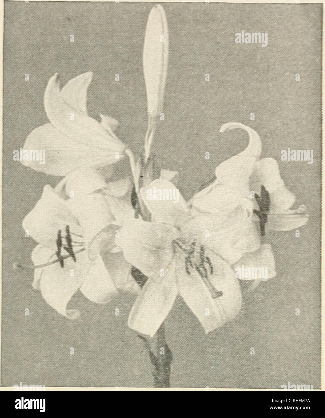 . Bolgiano's selected bulbs plants seeds for 1939 fall planting. Nurseries (Horticulture) Catalogs; Bulbs (Plants) Catalogs; Seeds Catalogs. F. W. BOLGIANO &amp; CO., WASHINGTON, D. C. 13. Lilium Candidam Hardy Lilies for Fall Planting Most Lily bulbs being of late ma- turity are not ready for delivery un- til October and November. It is ad- visable to prepare the bed in early autumn and cover with 3 or 4 inches of mulch. This will prevent freezing and will enable you to plant bulbs safely on arrival. LILIUM CANDID L'M (Annunciation or Madonna Lily). Northern France grown. (September delivery. Stock Photo