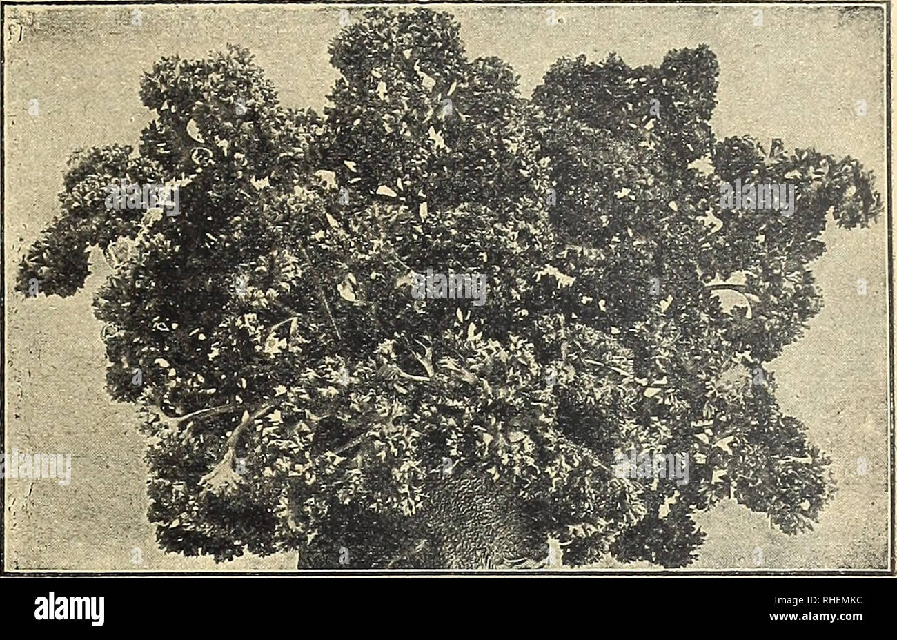 Neter High Resolution Stock Photography And Images Alamy