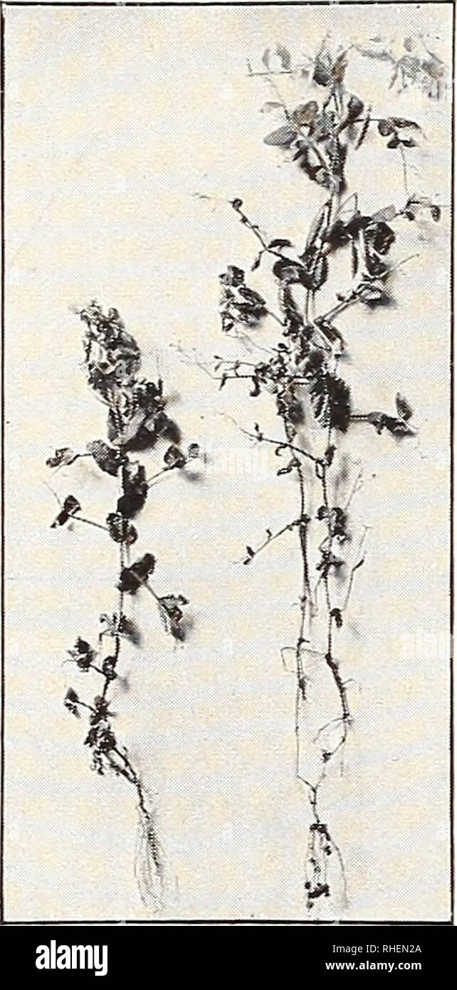 . Bolgiano's "glory" tomato out yields and out sells any tomato on