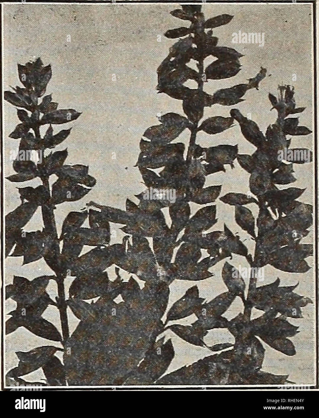 . Bolgiano's &quot;John Baer&quot; tomato : crowned with success in every tomato growing state in the union and Canada. Seeds Maryland Baltimore Catalogs; Vegetables Maryland Baltimore Catalogs; Flowers Maryland Baltimore Catalogs; Fruit Maryland Baltimore Catalogs; Grasses Maryland Baltimore Catalogs; Gardening Maryland Baltimore Equipment and supplies Catalogs; Nurseries (Horticulture) Maryland Baltimore Catalogs. Bolgiano's Mammoth Verbenas 178. Tunica. Saxifraga. A neat hardy perennial plant, grow- ing a few inches high and bearing the entire season, numerous elegant pink flowers. It is es Stock Photo