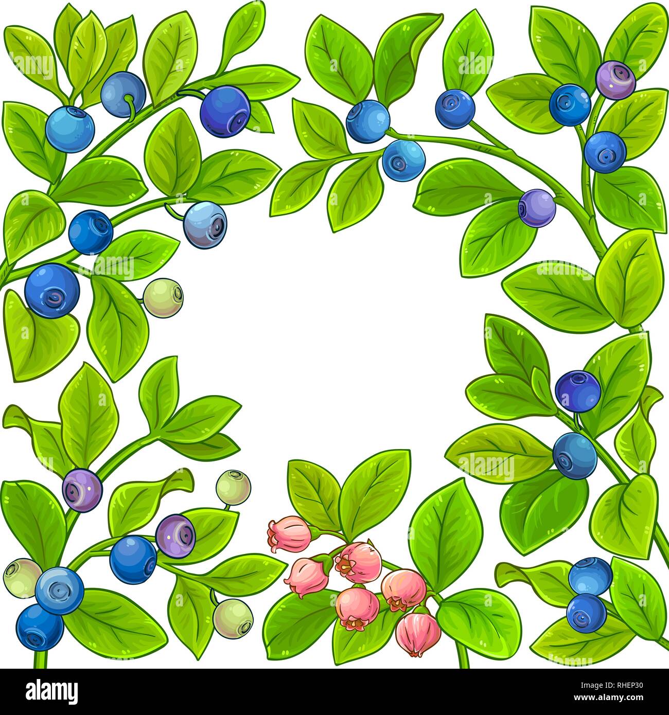 bilberry vector frame on white background Stock Vector Image & Art - Alamy
