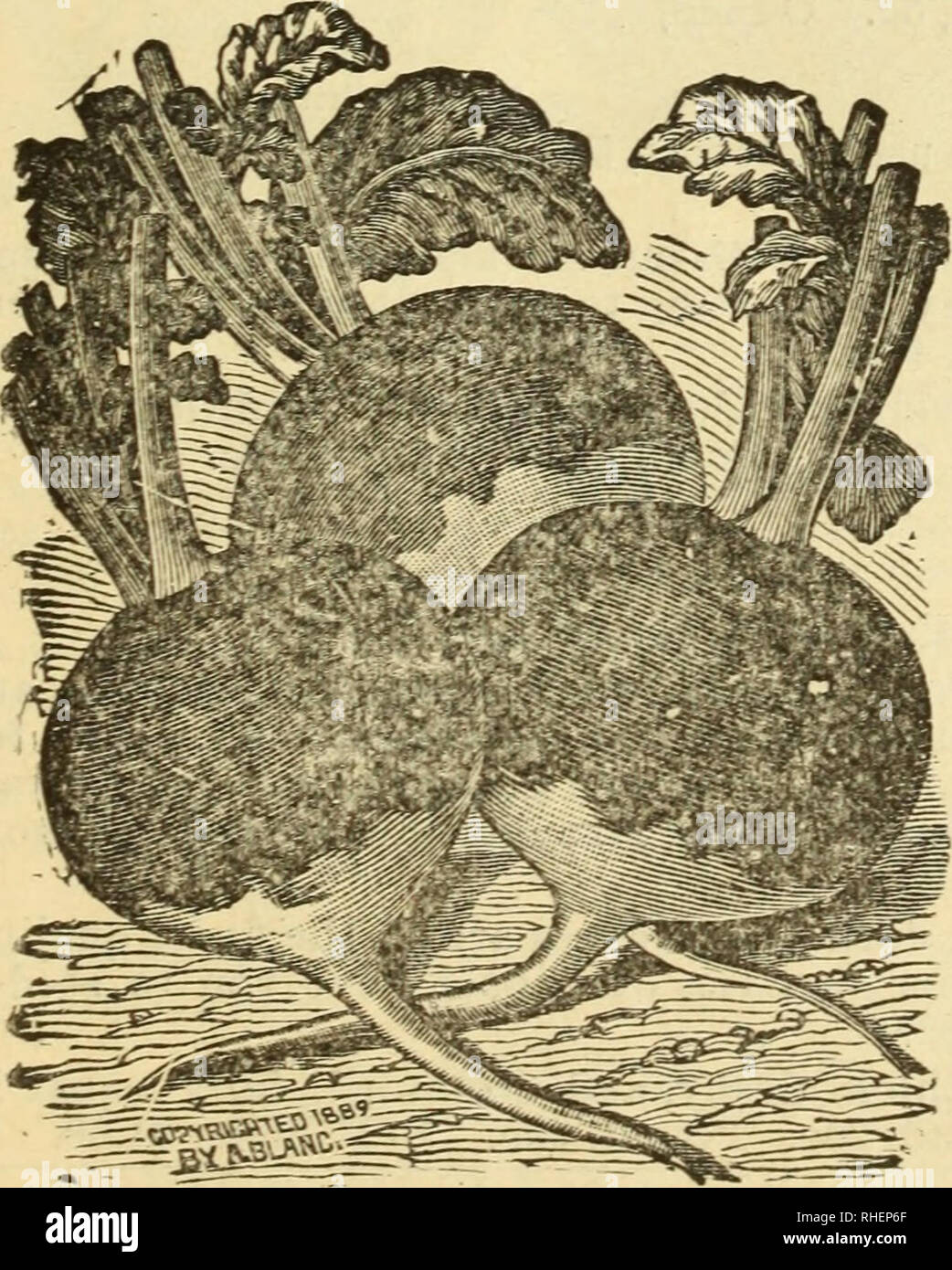 . Bolgiano's new century catalogue 1901 : tested seeds for the garden and farm. Nurseries (Horticulture) Catalogs; Bulbs (Plants) Catalogs; Vegetables Catalogs; Garden tools Catalogs; Fruit Catalogs; Seeds Catalogs. NEW GLASS RADISH.. ^Sjttgtf** SCARLET TURNIP WHITE TIP RADISH. New Glass Radish.—Quick growth, small top, bright color.— The best forcing radish. This biilliant uniform radish is not 60 large as the Long Scarlet Radish, but is similar in form, and holds its size without losing its nice proportions. It is slow to run to seed. Market gardeners find it satisfies the market demand, and Stock Photo