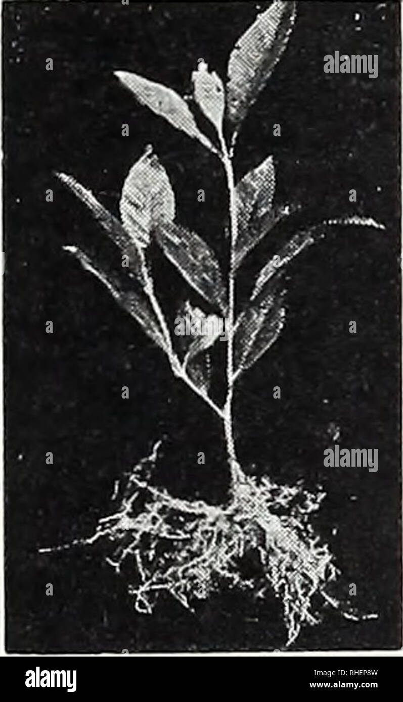 Bolgiano S Capitol City Seeds 1960 Nurseries Horticulture