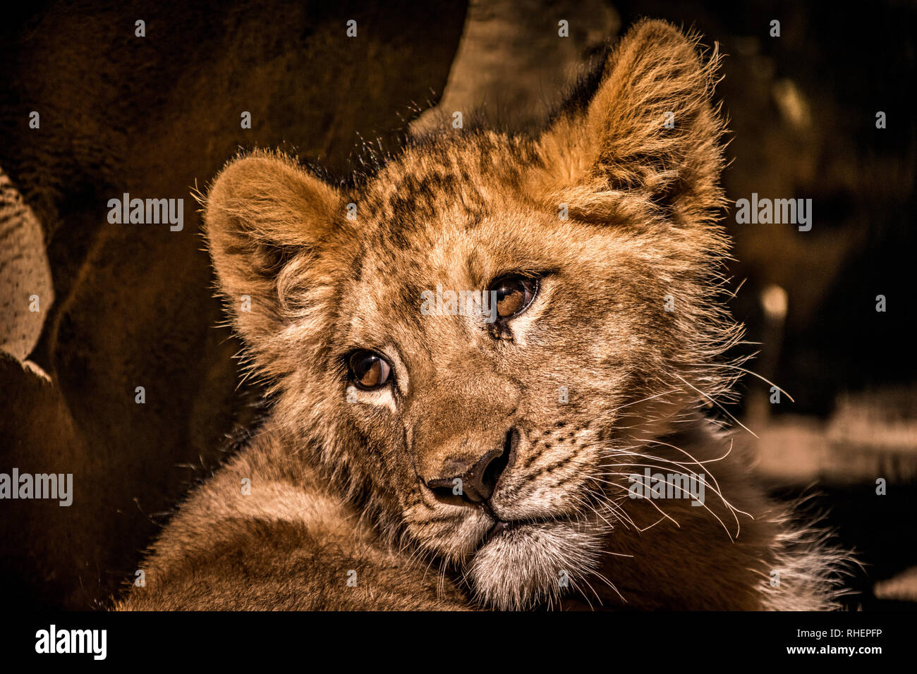 an amazing photo of a curious baby lion cub posing for a great portrait shot Stock Photo