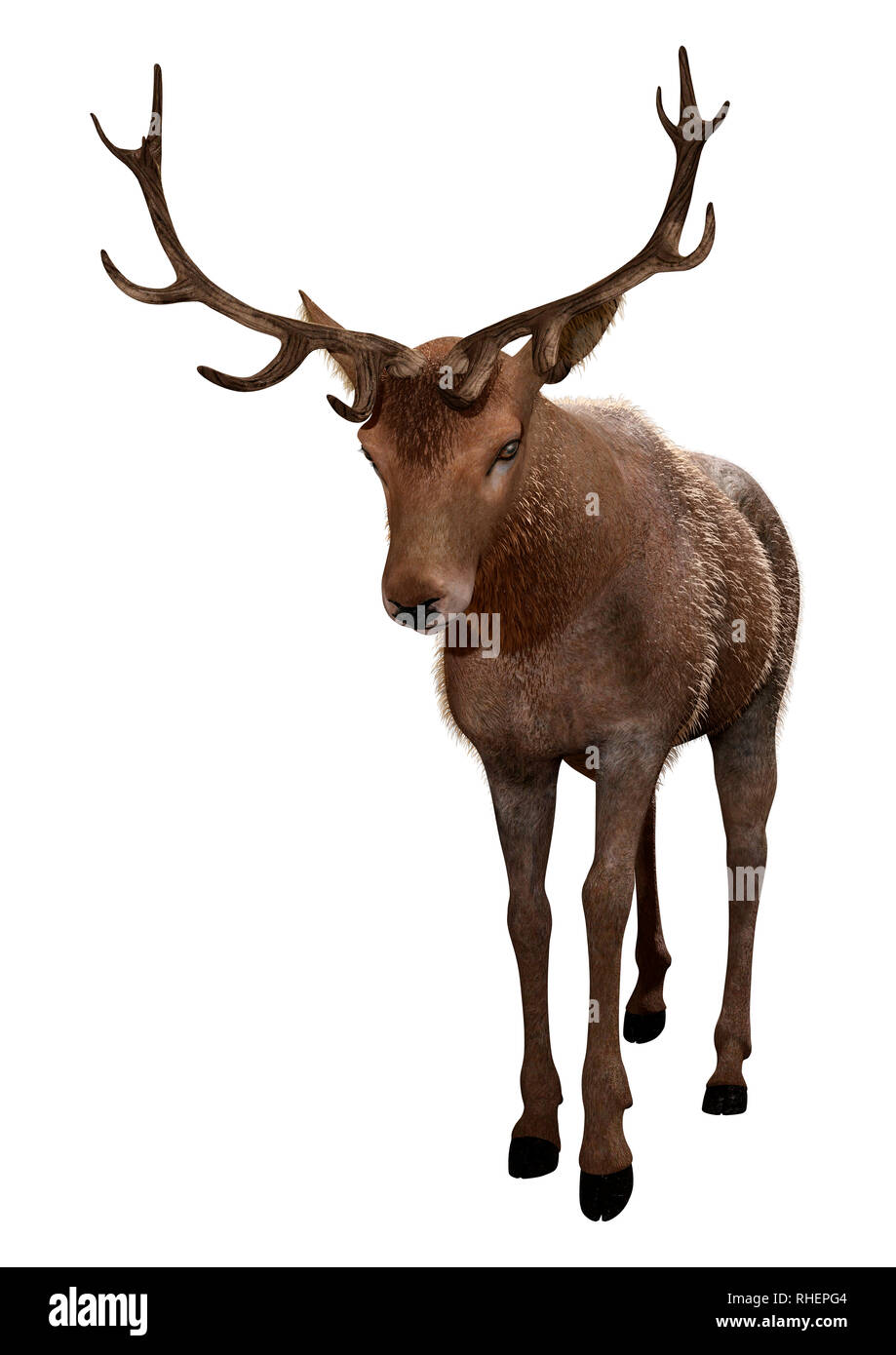 3D rendering of a male deer isolated on white background Stock Photo ...