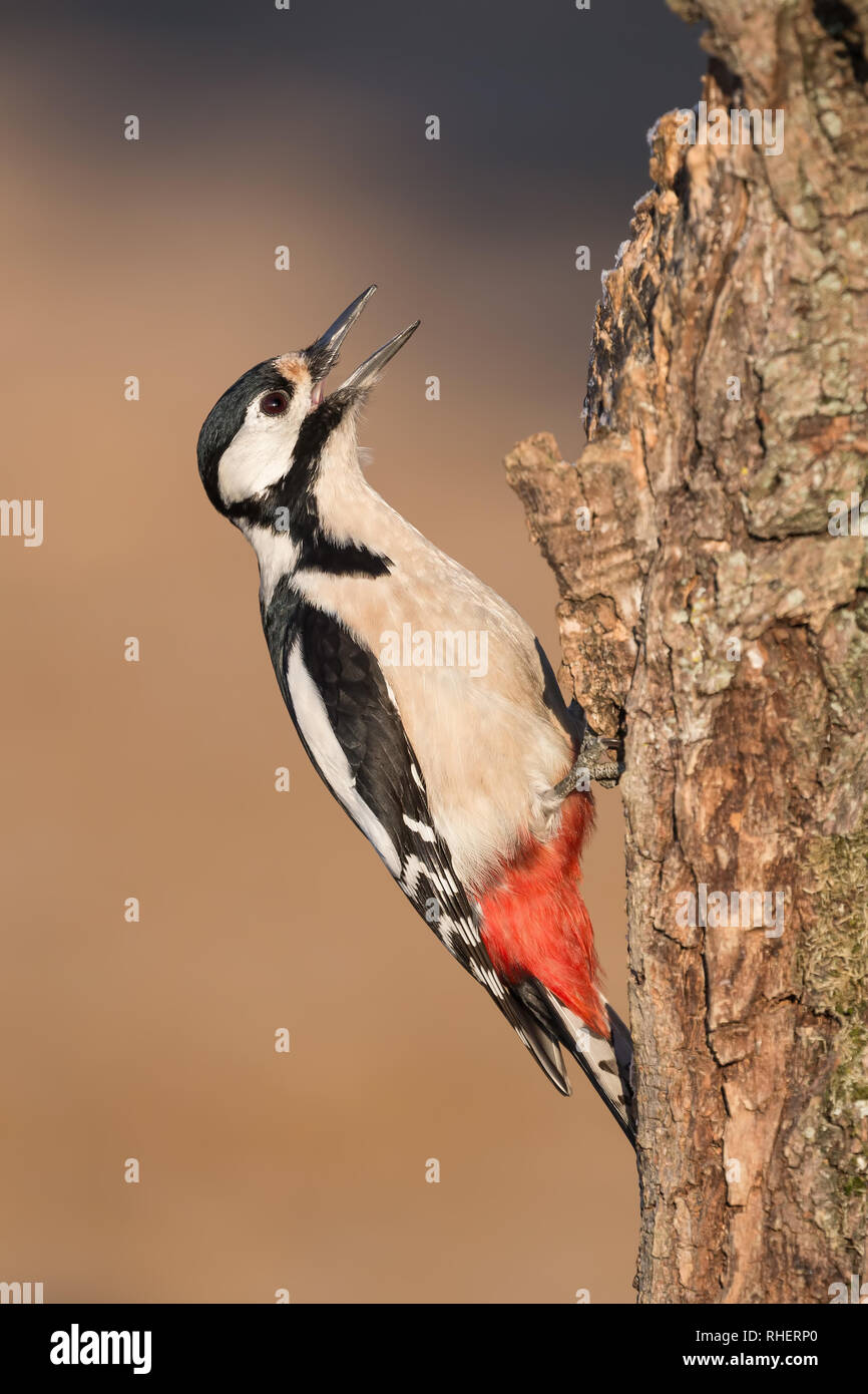 Beautiful portrait of woodpecker isolated in the forest (Dendrocopos major) Stock Photo