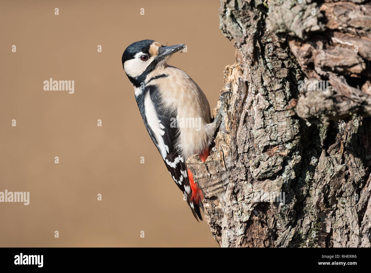 Beautiful portrait of woodpecker isolated in the forest (Dendrocopos major) Stock Photo