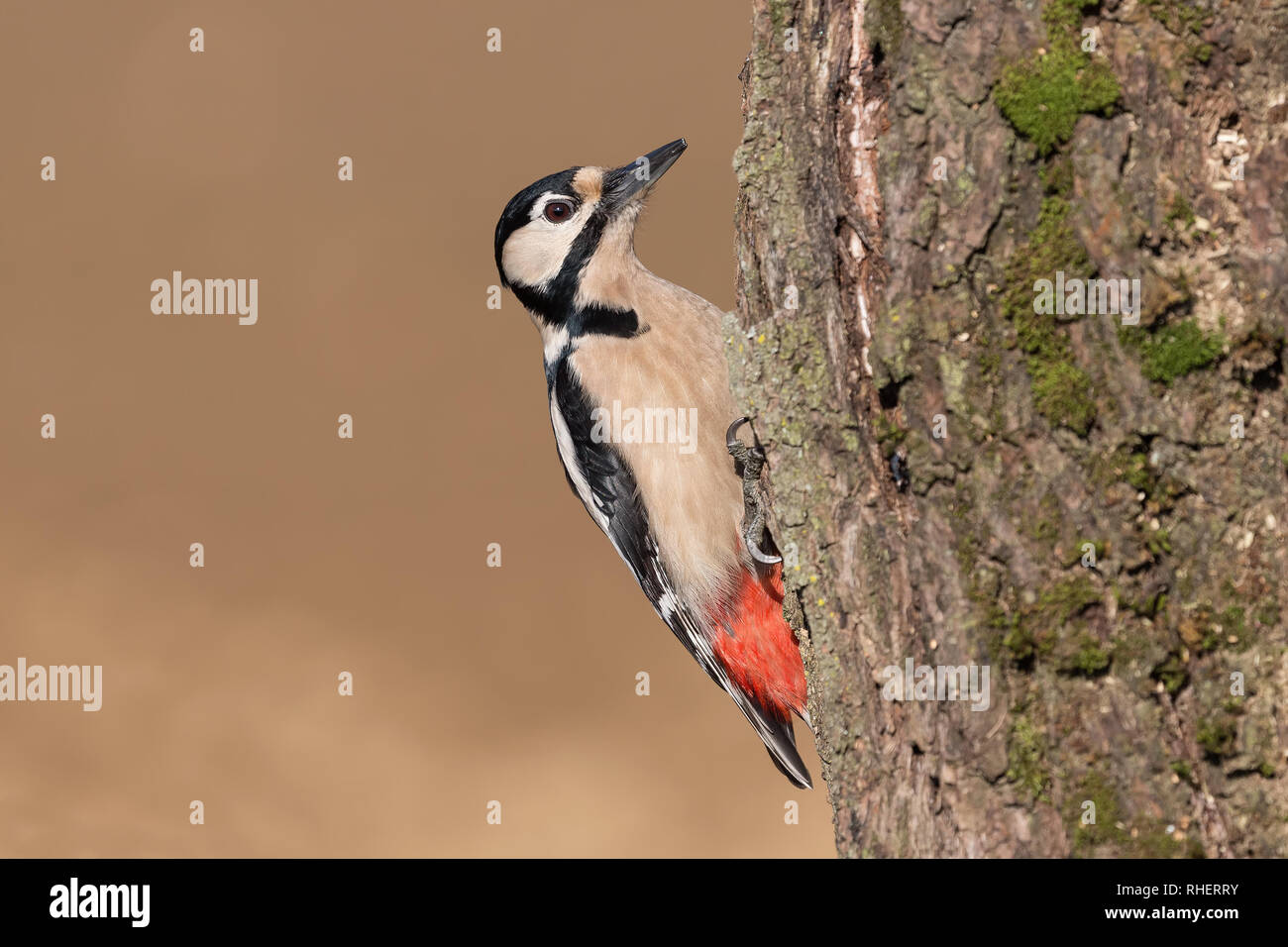 Beautiful portrait of woodpecker isolated in the forest (Dendrocopos major) Stock Photo