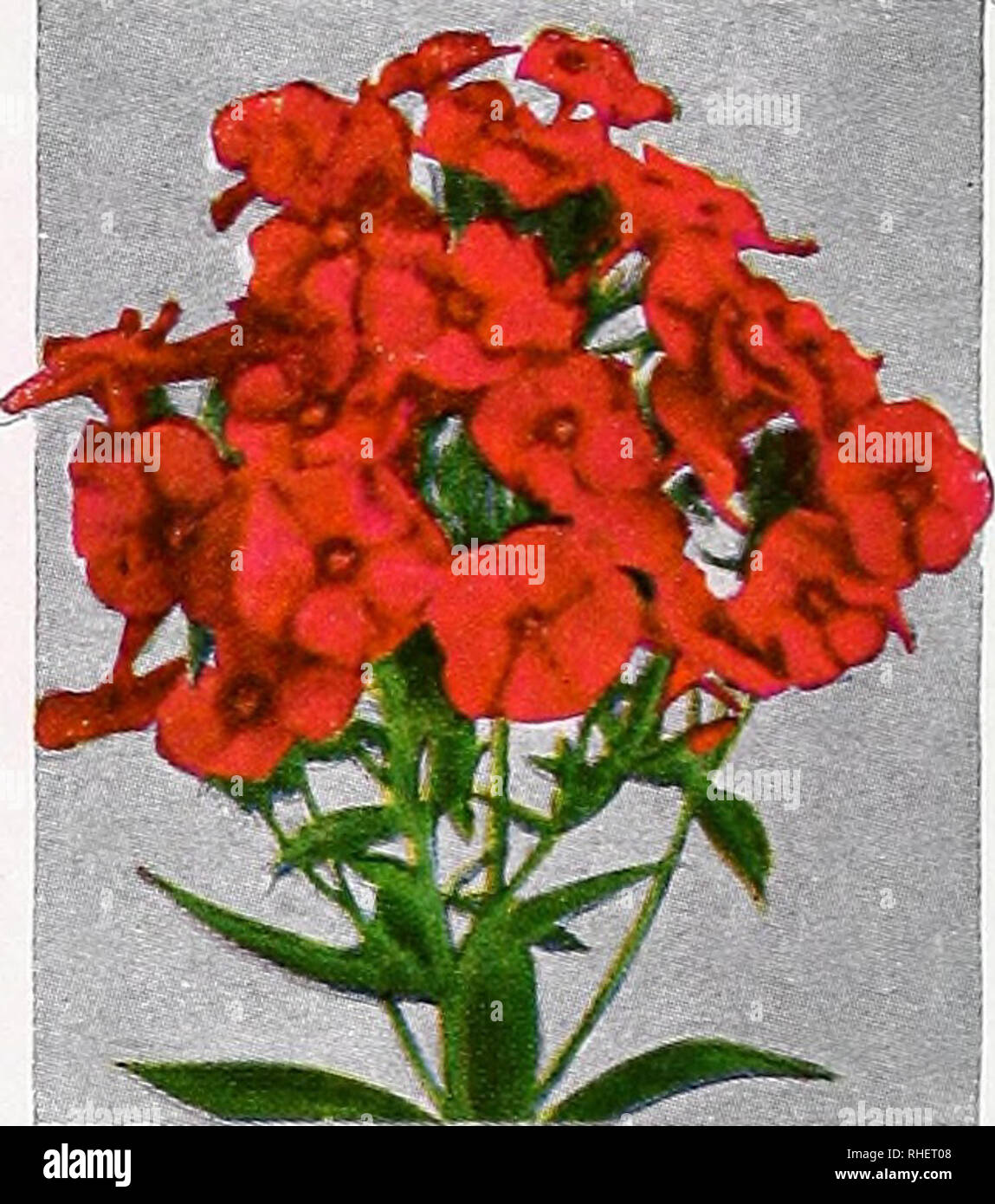 . Bolgiano's capitol city seeds : 1960. Nurseries (Horticulture) Catalogs; Bulbs (Plants) Catalogs; Vegetables Catalogs; Garden tools Catalogs; Seeds Catalogs. ASTER FRIKARTI Large, lavender-blue daisies on branching, 2 to 21^-foot plants from July to frost. Plant in good soil in full sun or part shade. 85c. each; 3 for S2.25; 6 for S4.25; 12 for S8.00.. Please note that these images are extracted from scanned page images that may have been digitally enhanced for readability - coloration and appearance of these illustrations may not perfectly resemble the original work.. F. W. Bolgiano &amp; C Stock Photo