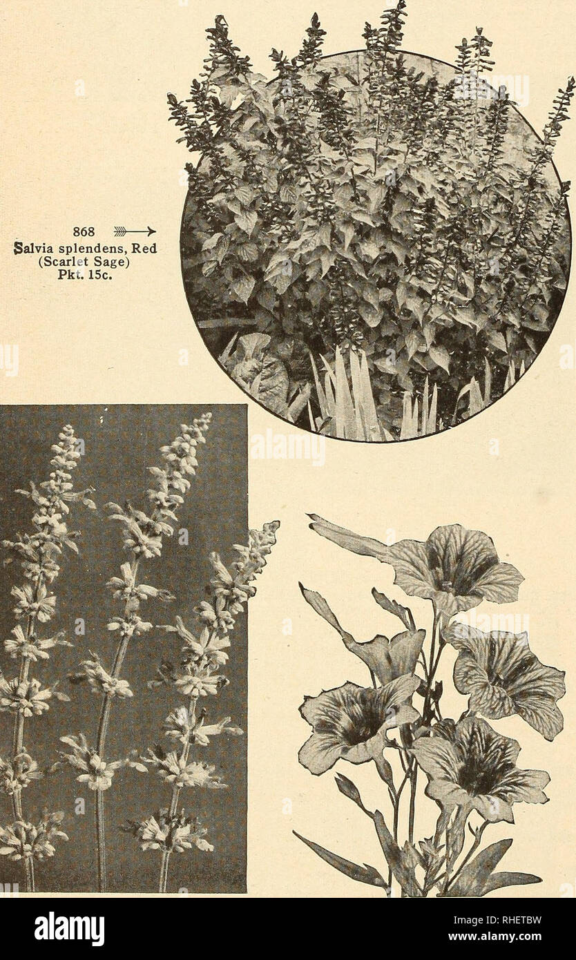 . Bolgiano's capitol city seeds : 1955. Nurseries (Horticulture) Catalogs; Bulbs (Plants) Catalogs; Vegetables Catalogs; Garden tools Catalogs; Seeds Catalogs. 870. Scabiosa, Rosette Pkt. 10c. 897. Statice sinuata. Choice Mixed. Pkt. 10c. Salvia splendens, Red (Scarlet Sage) Pkt. 15c.. 867. Salvia farinacea, Blue Bedder. Pkt, 25c. 700. Salpiglossis, Mixed Pkt. 10c. Primula (Cowslip) P. 854, Veris Hybrids. Fragrant yellow flowers in early spring. 8 in. Pkt. 35c. Pyrcthrum P. 8G3. Roseum, Mixed (Chrysanthemum coccineum). The Painted Daisies are long-stemmed, daisy-like flowers of various colors. Stock Photo