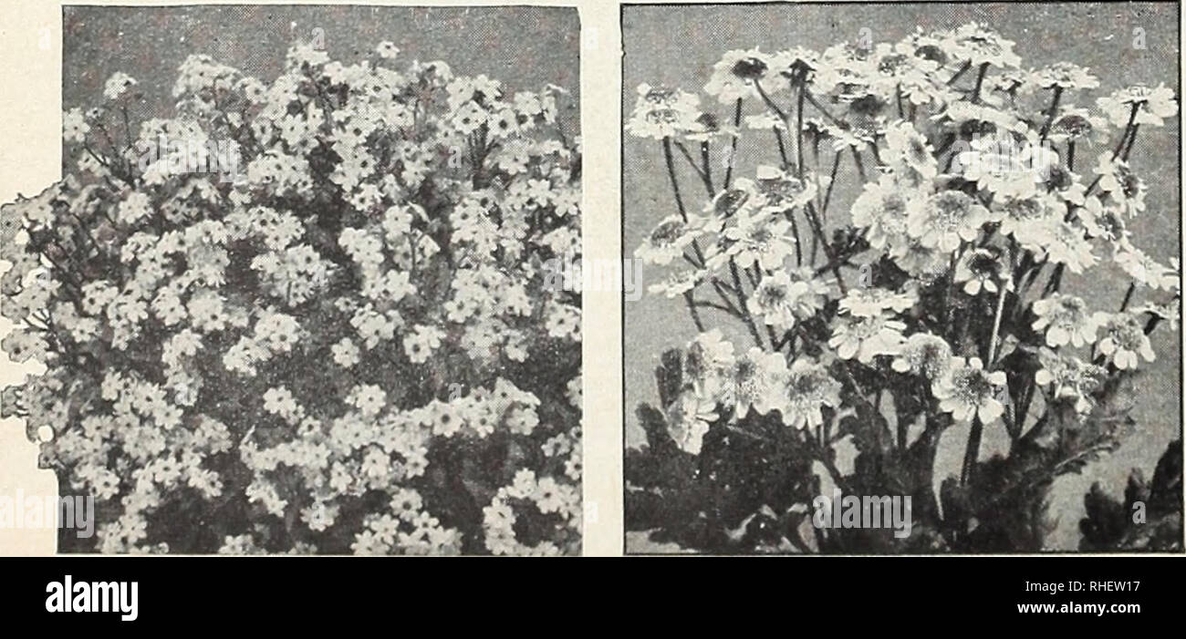 . Bolgiano's capitol city seeds : 1960. Nurseries (Horticulture) Catalogs; Bulbs (Plants) Catalogs; Vegetables Catalogs; Garden tools Catalogs; Seeds Catalogs. 739. Shasta Daisy, Alaska Pkt. 15c. 738. Double English Daisy, Mixed Pkt 25c.. Cynoglossum A. 734. Amabile, Dwarf Firmament (Chinese Forget- /tr^fes me-not). A fine bedding plant with fragrant, (jO) forget-me-not-like flowers which are good for ^—^ cutting. IJ^ ft. Pkt. 15c.; 3^oz. 85c.; oz. $1.65. Cypress Vine (Ipomoea Quamoclit) A. 735. Mixed. A fast-growing vine to 15 feet. Attractive fern-like foliage. Seeds are hard and should be  Stock Photo