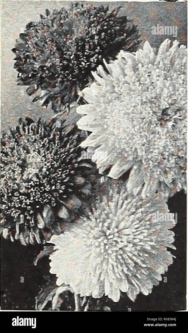 . Bolgiano's capitol city seeds : 1960. Nurseries (Horticulture) Catalogs; Bulbs (Plants) Catalogs; Vegetables Catalogs; Garden tools Catalogs; Seeds Catalogs. 682. Aster, Giant California Sunshine Pkt. 20c.. 693. Aster, Princess Wilt-resistant Mixed. Pkt. 15c.. Please note that these images are extracted from scanned page images that may have been digitally enhanced for readability - coloration and appearance of these illustrations may not perfectly resemble the original work.. F. W. Bolgiano &amp; Co; Henry G. Gilbert Nursery and Seed Trade Catalog Collection. Washington, D. C. : F. W. Bolgi Stock Photo