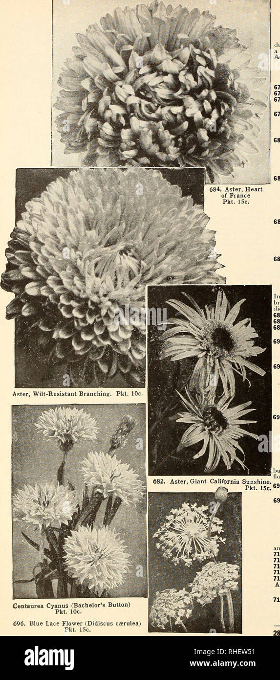 Bolgiano S Capitol City Seeds 1954 Nurseries Horticulture - nurseries horticulture catalogs bulbs plants catalogs vegetables catalogs garden tools catalogs seeds catalogs asters a !   asters provide the finest