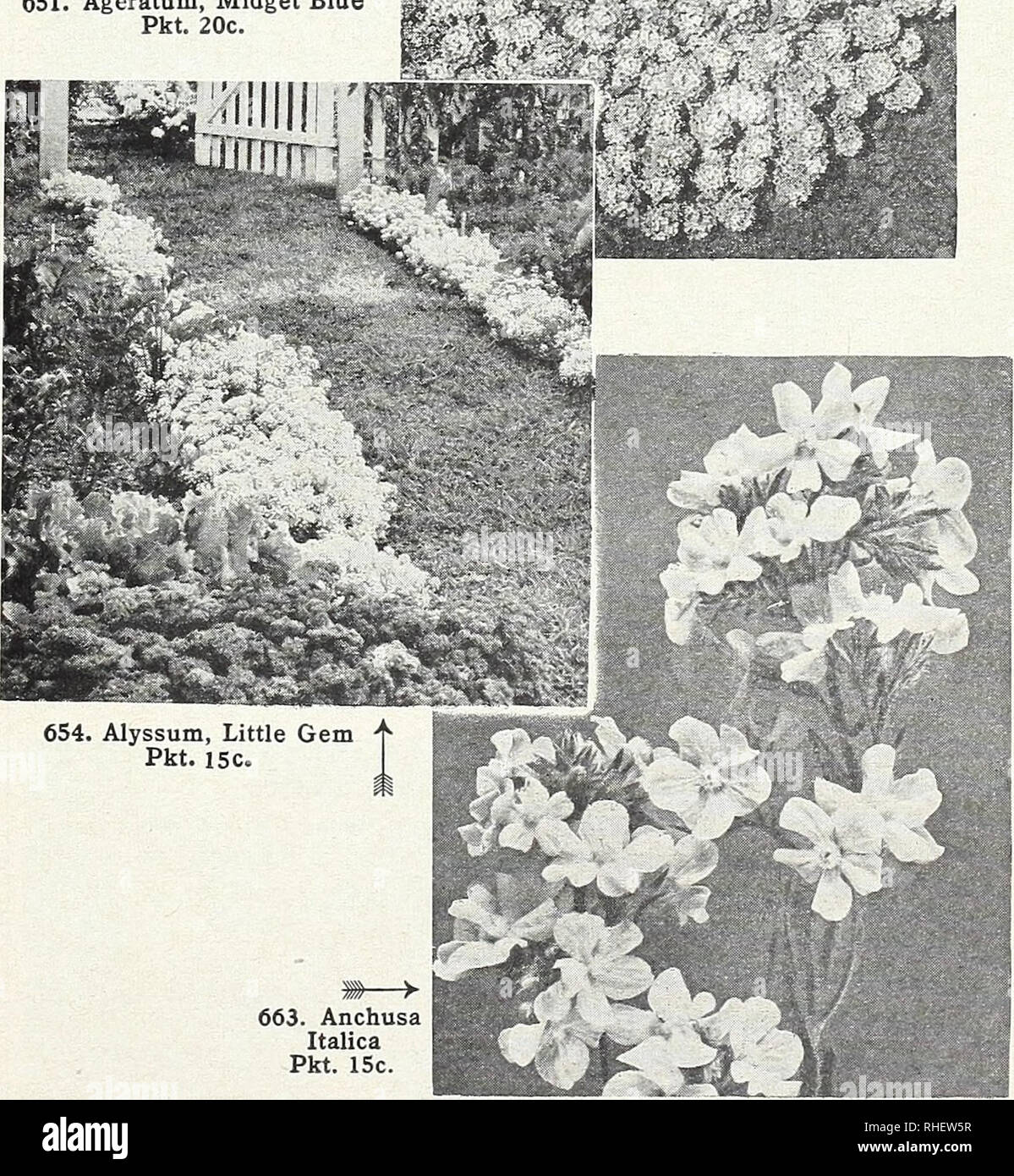 . Bolgiano's capitol city seeds : 1960. Nurseries (Horticulture) Catalogs; Bulbs (Plants) Catalogs; Vegetables Catalogs; Garden tools Catalogs; Seeds Catalogs. Ageratum, Midget Blue « Pkt. 20c. ffiiif.*''?,. 663. Anchusa Italica Pkt. 15c. FLOWERS FOR SHADED AND PARTIALLY SHADED LOCATIONS Alyssum Anchusa Balsam Begonias Columbine Annuals and Biennials Calliopsis Canterbury Bells Centaurea (Cornflower) Clarkia Godetia Linaria Lobelia Nasturtium Nicotiana Vinca (Periwinkle) ALL PRICES ARE SUBJECT TO MARKET CHANGES Perennials Available in plants only. See pages 33 through 35 Anchusa myosotidiflora Stock Photo