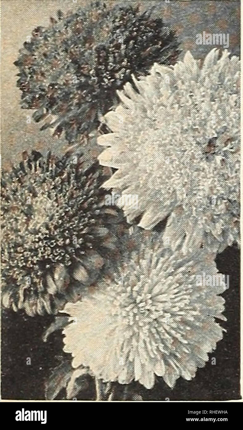 . Bolgiano's capitol city seeds : 1963. Nurseries (Horticulture) Catalogs; Bulbs (Plants) Catalogs; Vegetables Catalogs; Garden tools Catalogs; Seeds Catalogs. 682. Aster, Giant California Sunshine Pkt. 20c.. 693. Aster, Princess Wilt-resistant Mixed. Pkt. 15c.. Please note that these images are extracted from scanned page images that may have been digitally enhanced for readability - coloration and appearance of these illustrations may not perfectly resemble the original work.. F. W. Bolgiano &amp; Co; Henry G. Gilbert Nursery and Seed Trade Catalog Collection. Washington, D. C. : F. W. Bolgi Stock Photo