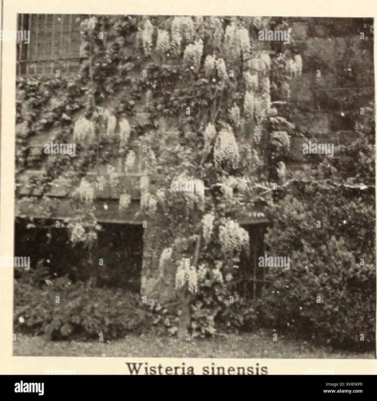 . Bolgiano's capitol city seeds : 1889 - 1950. Nurseries (Horticulture) Catalogs; Bulbs (Plants) Catalogs; Vegetables Catalogs; Garden tools Catalogs; Seeds Catalogs. Rudbeckia (Coneflower) Tall-growing plants bearing large daisies with cone-like centers. They are easy to grow in full sun in ordinary soil. Purpurea, The King. A crimson-red form that can be cornhined effectively with White Lustre. 3 for 51.65. White Lustre. A new Coneflower with pure white petals and a bronzv gold cone. Starts to bloom in June and continues all summer. Stiff, sturdy stems. 3 ft. 3 for $1.65. Spiraea (Astilbe) F Stock Photo
