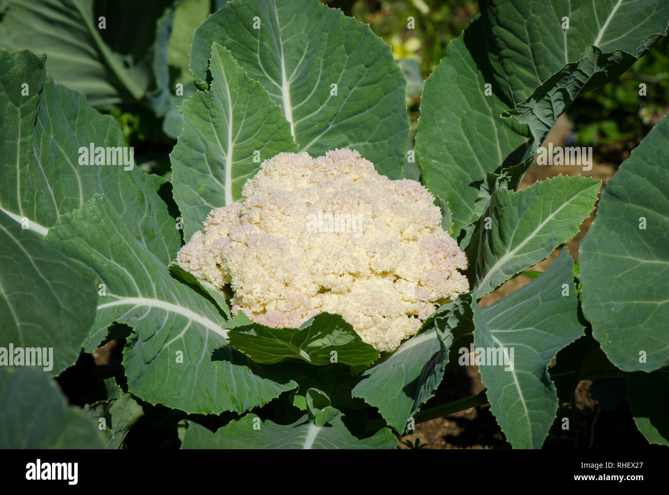 Cauliflower heads plants, Cauliflowers, growing in field. Stock Photo