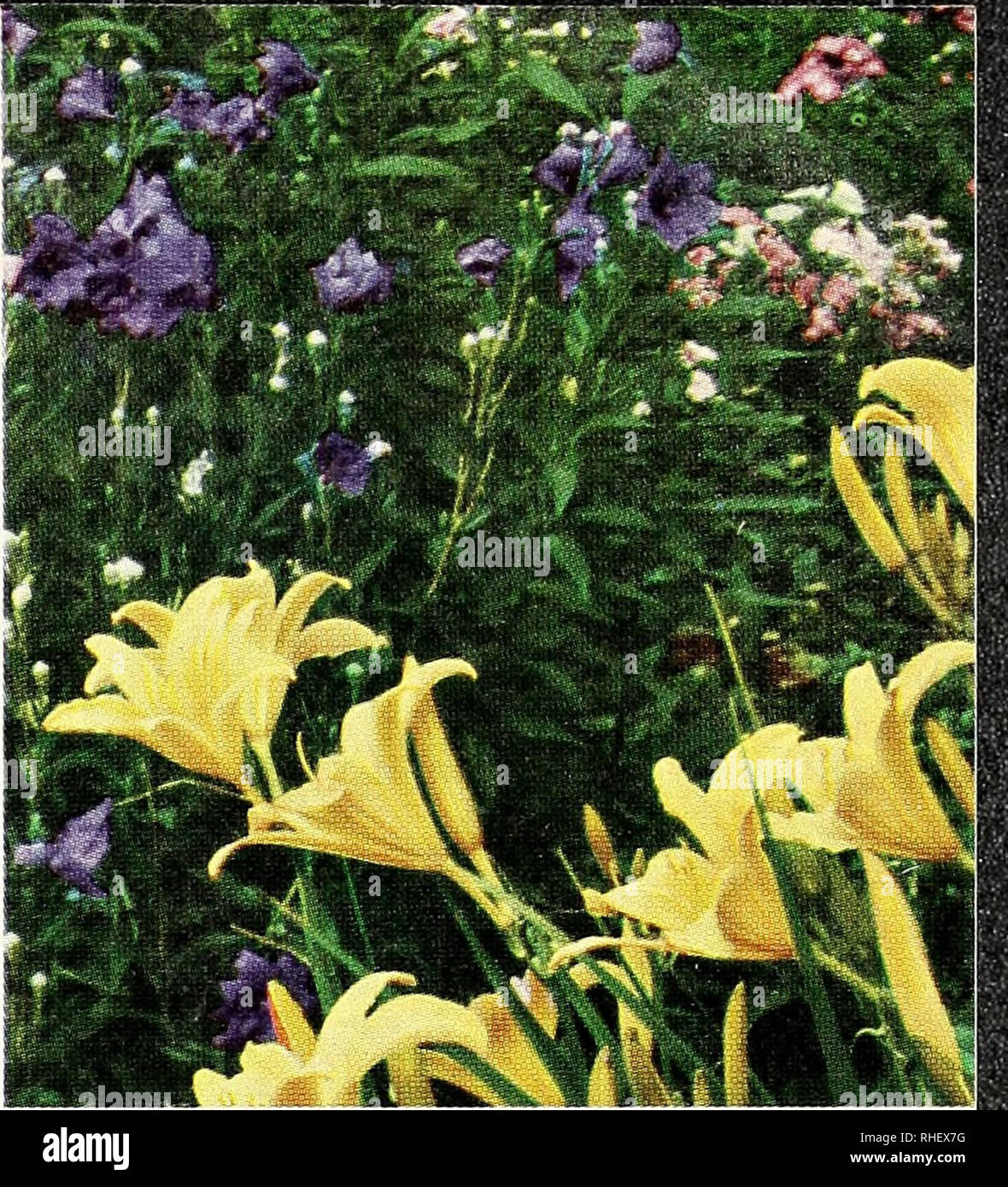 . Bolgiano's fall 1968. Nurseries (Horticulture) Catalogs; Bulbs (Plants) Catalogs; Seeds Catalogs; Trees Catalogs. For Fall Planting HELLEBORUS (Chriitm.s Rose) They grow best in rich soil and a shady location. Attractive the year round. Niger. 1 ft. Single white blooms flushed with pink on sturdy stems. December to March. $2.00 each; 3 for $5.50. Orientalis atrorubens. Crimson-purple flowers on 12 to 15-inch stems. February to April. $2.00 each; 3 for $5.50. IBERIS (Hardy Candytuft) Delightful little evergreen plants much used in rock gardens. They make splendid border plants, furnishing clo Stock Photo