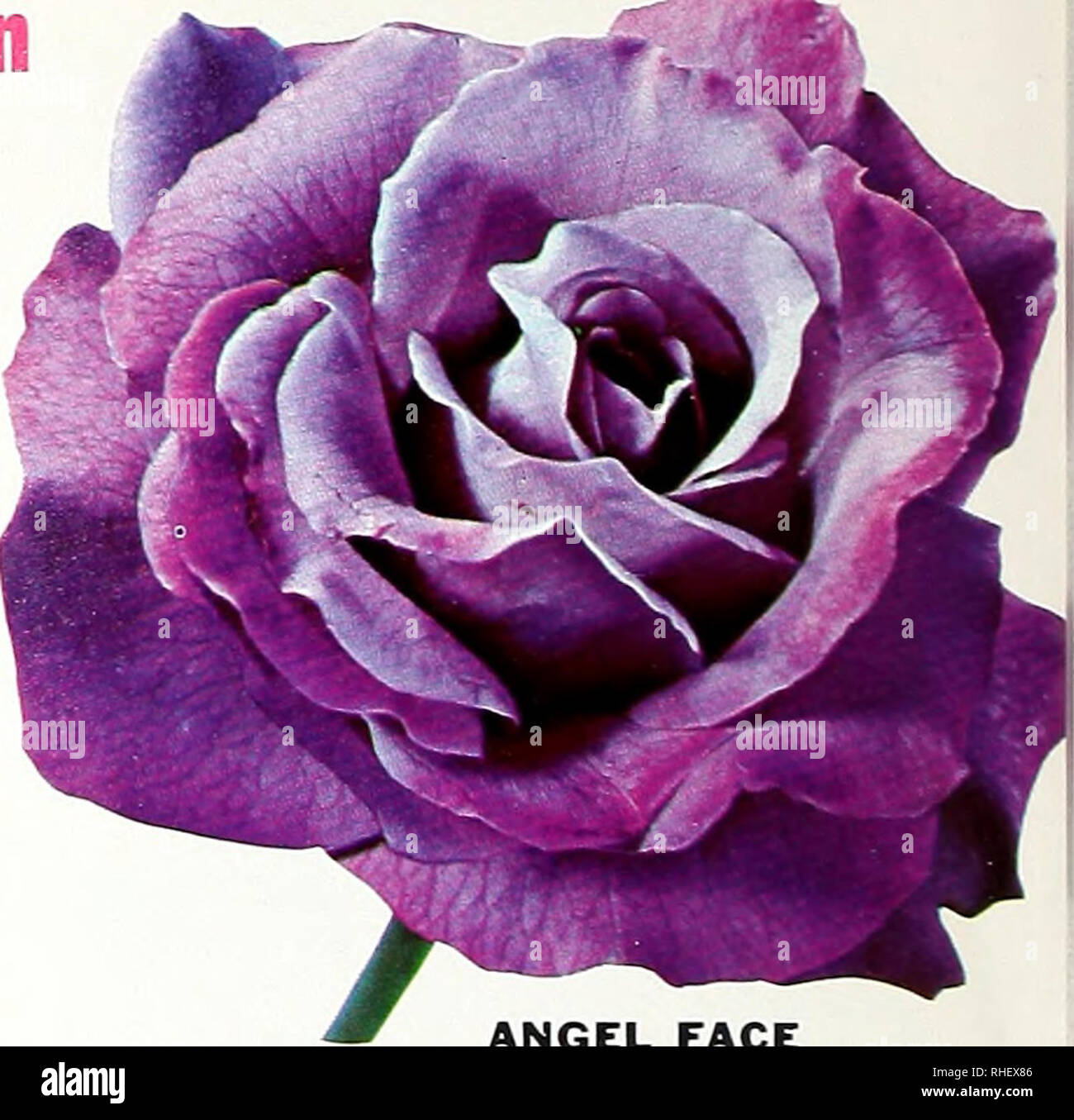First prize hybrid tea rose hi-res stock photography and images - Alamy