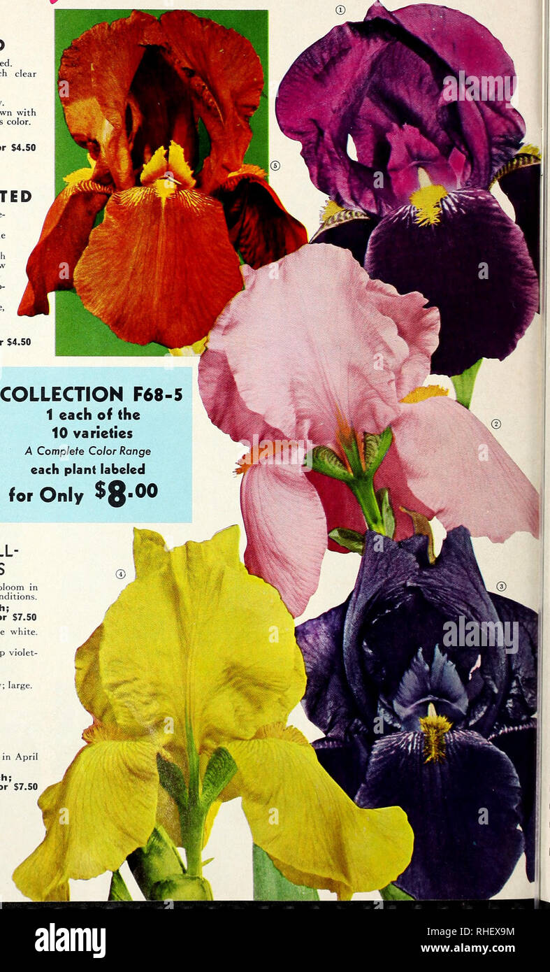Bolgiano S Fall 1968 Nurseries Horticulture Catalogs Bulbs Plants Catalogs Seeds Catalogs Trees Catalogs Free Blooming And A As Fo Grow Ten Sccuitiicd Iris See Page 11 For Complete List And Prices Of Individual Varieties