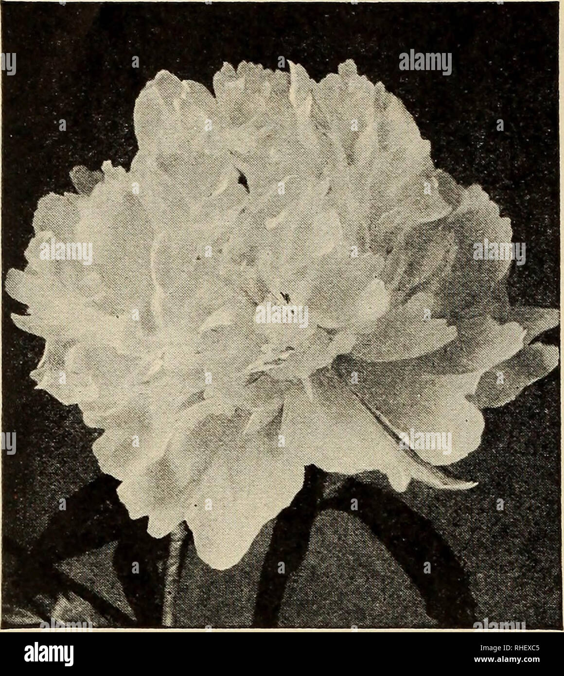 . Bolgianos fall catalogue : capitol city bulbs &amp; seeds. Bulbs (Plants) Catalogs. F. W. BOLGIANO &amp; CO. WASHINGTON, D. C. PEONY ROOTS Peonies are un- doubtedly one of the most satisfac- tory species among the herba- eous perennials. Once established they require little care and reward the gardener with an abundance of fragrant and beautiful colored blooms of great size each spring.. Peony lav- White, edged Alexander Dumas. Rich red. Edulis Superba. Deep pink. General Bertrard. Beautiful Felix Crousse. Rich ruby-red. light pink. Rubra Superba. Deep crimson- Avalanche. Pure white. pink. P Stock Photo