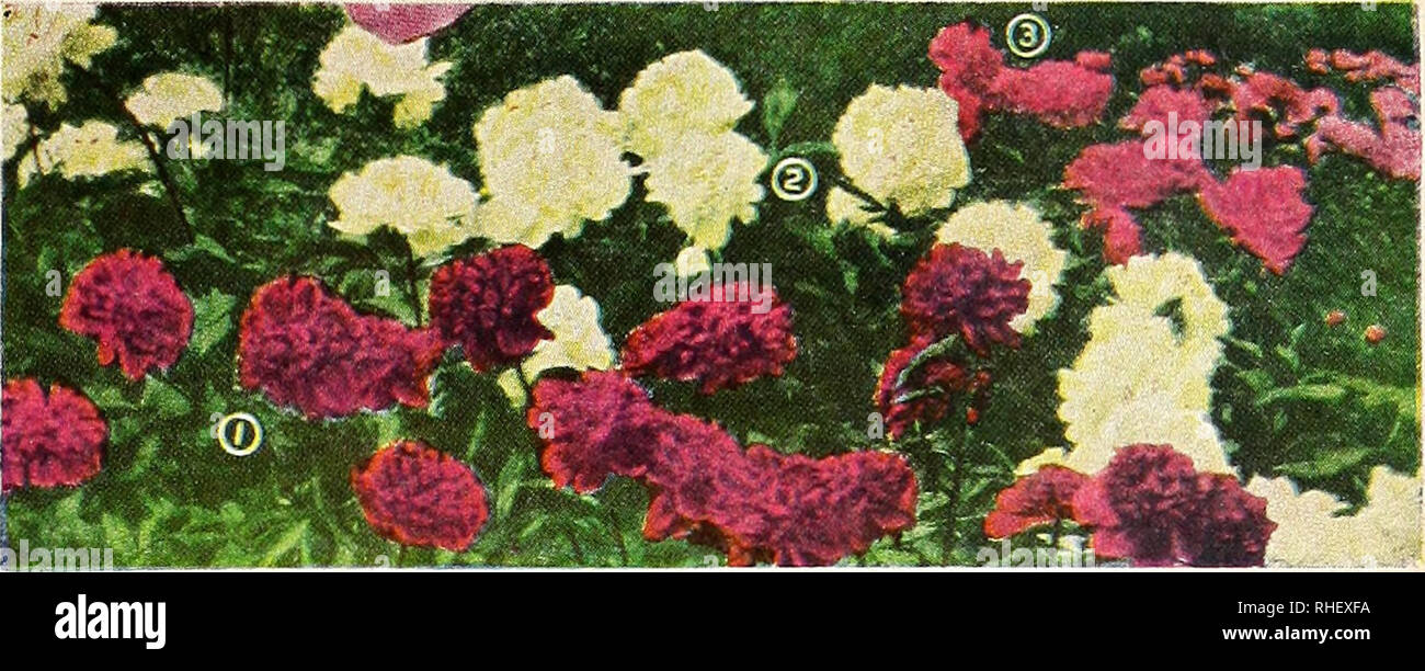 . Bolgiano's fall 1967. Nurseries (Horticulture) Catalogs; Bulbs (Plants) Catalogs; Seeds Catalogs; Trees Catalogs. 1. INSPECTEUR LAVERGNE 2. BARONESS SCHROEDER 3. SARAH BERNHARDT DOUBLE PEONIES The number following the name means the ra (E) indicates earliest flowering varieties; (E-M) (M-L) midseason to late; (L) latest blooming vari- ing to pu vhite; fragrant. $L50 â . Outstanding. $2.00 Cornelia Shaylor. 9.1 (L) Shell-pink. Fine-shaped flow 3 for S5.50. Festiva Maxima. 9.3 (E) Fine white, with few crimson flecks. $1.50 each; 3 for $4.00; 12 for $14.50. Inspecteur Lavergne. 8.7 (E) Beautifu Stock Photo