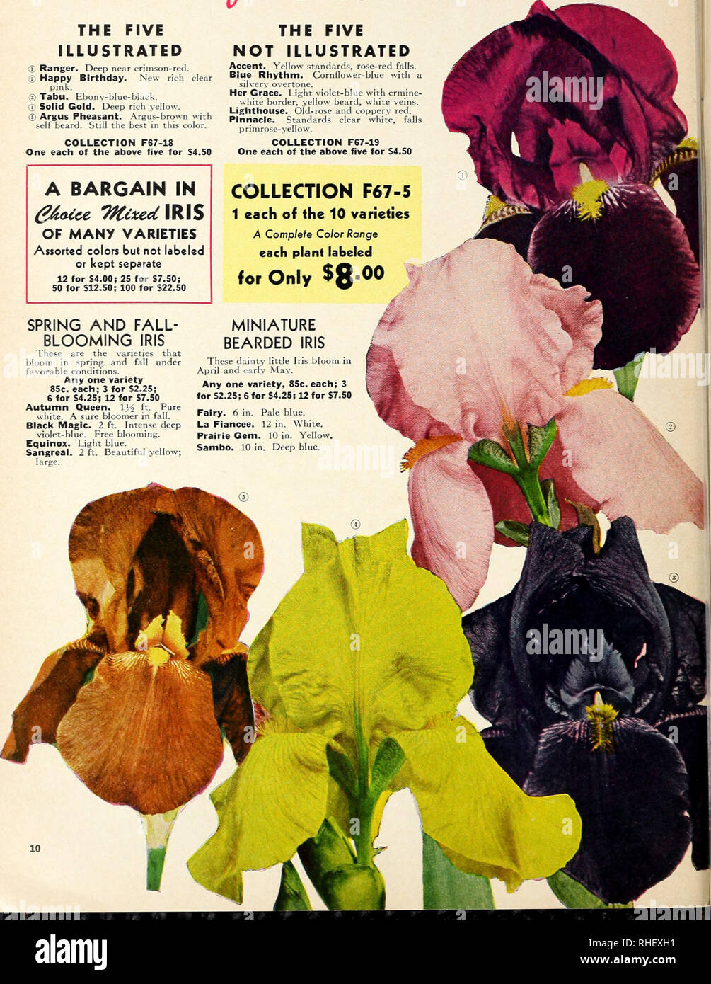 . Bolgiano's fall 1967. Nurseries (Horticulture) Catalogs; Bulbs (Plants) Catalogs; Seeds Catalogs; Trees Catalogs. Free Blooming and Easy-to-Grow TEN Sccuct^cd IRIS See page 11 for complete list. Individual prices for all 10 varieties: $1.00 each; 3 for $2.50 THE FIVE ILLUSTRATED O Ranger. Deep near crimson-red. © Happy Birthday. New rich clear pink. ® Tabu. Ebony-blue-black. q) Solid Gold. Deep rich yellow. ® Argus Plieasant. Argus-brown with self beard. Still the best in this color. COLLECTION F67-18 One each of the above five for S4.50 A BARGAIN IN OF MANY VARIETIES Assorted colors but not Stock Photo