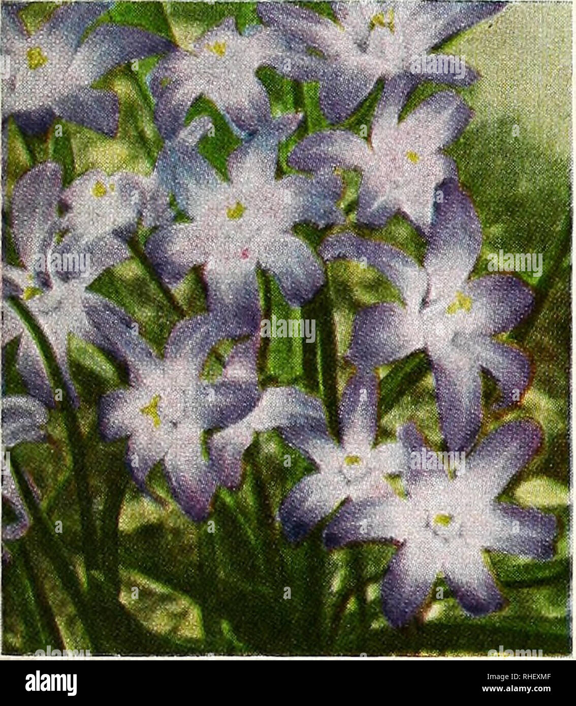 . Bolgiano's fall 1967. Nurseries (Horticulture) Catalogs; Bulbs (Plants) Catalogs; Seeds Catalogs; Trees Catalogs. • MISCELLANEOUS BULBS • IRIS reticulata. Rich pansy-violet. Blooms in very early spring. About 10 inches tall. 7'5c. per doz.; 15.50 per 100. Tingitana, Wedgwood. Graceful large flowers of a beautiful deep blue color. Very early. 85c. per doz.; $6.25 per 100. IXIA (African Corn Lily). Brilliant mixture. 50c. per doz.; $3.50 per 100. IXIOLIRION Pallasii. Easily grown in any sandy border. Flowers in late May or early June; produces deep blue, tubular flowers. Height 12 inches. 60c. Stock Photo