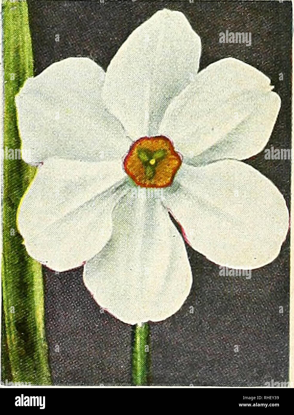 . Bolgiano's fall 1967. Nurseries (Horticulture) Catalogs; Bulbs (Plants) Catalogs; Seeds Catalogs; Trees Catalogs. KING ALFRED LARGE CUPPED DAFFODILS, continued Large Cupped Daffodils Aranjuez. Light yellow perianth with large cup edged red. Exceptionally fine form. (M) 3 for 55c.; $2.05 per doz.; $16.00 per 100. Better Times. Very smooth, large, golden yellow perianth; enormous yellow cup with a broad band of deep orange. Very early. 3 for 75c.; $2.85 per doz.; $22.50 per 100. Fortune's Bowl. A beautiful golden yellow peri- anth with a deep orange, bowl-shaped cup. Finest of the Fortune seed Stock Photo