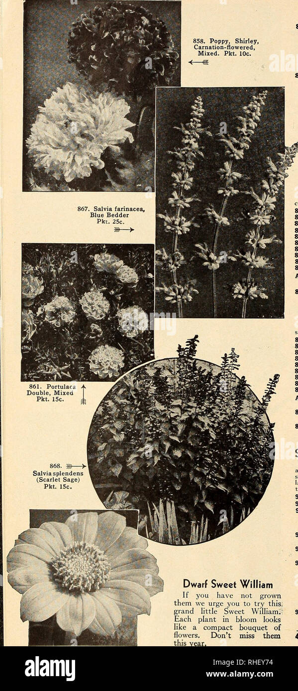 . Bolgiano's capitol city seeds : 1948 ... established 1889. Nurseries (Horticulture) Catalogs; Bulbs (Plants) Catalogs; Vegetables Catalogs; Garden tools Catalogs; Seeds Catalogs. 858. Poppy, Shirley, Carnation-flowered, Mixed. Pkt. 10c.. 907. Tithonia speciosa Pkt. 15c. Dwarf Sweet William If you have not grown them we urge you to try this: grand little Sweet Wilham.' Each plant in bloom looks like a compact bouquet of flowers. Don't miss them this year. Stocks (Gillinower) A. 876. Dwarf, Double Ten-Weeks, Mixed. Popular garden flower because of the fine spikes of bloom in interesting colors Stock Photo