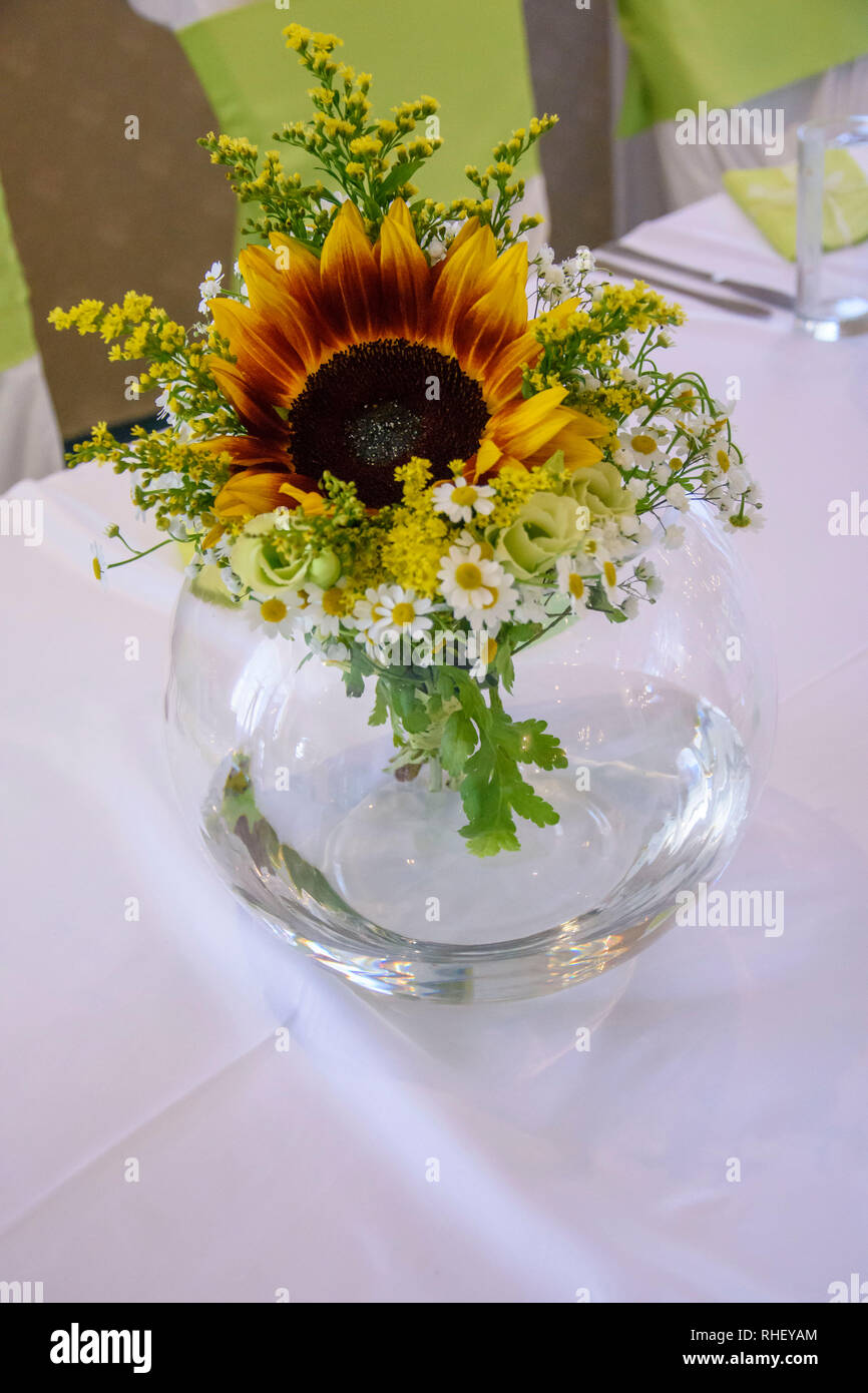 White ranunculus flower sunflower hi-res stock photography and images ...