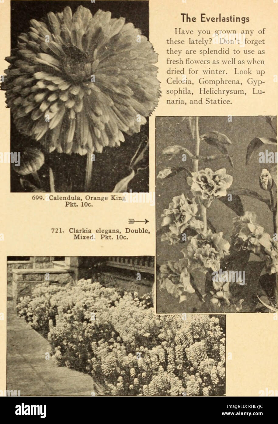 . Bolgiano's capitol city seeds for 1947. Nurseries (Horticulture) Catalogs; Bulbs (Plants) Catalogs; Vegetables Catalogs; Garden tools Catalogs; Seeds Catalogs. Canterbury Bells A., B. 70S. Campanula medium. Single, Mixed. B. Beautiful bcii-like riowers of blue, pink, and while in eaxly summer. A splendid border plant. 2 ft. Pkt. 10c.; 3-40z. 40c.; ijoz. :&gt;.-. 709. Annual Canterbury Bells, Mixed. A. Blooms in less than 5 months after sowing and by successive plant- ings one can have Canterbury Bells right up to frost. A mixture of various shades of blue, pink, rose, and while. 2 ft. Pkt. 1 Stock Photo