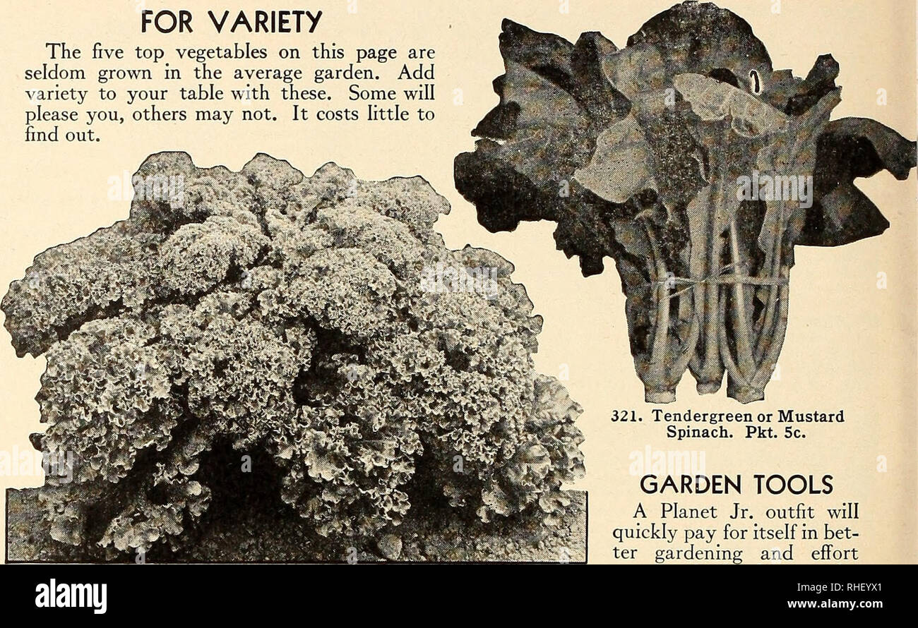 . Bolgiano's capitol city seeds : 1948 ... established 1889. Nurseries (Horticulture) Catalogs; Bulbs (Plants) Catalogs; Vegetables Catalogs; Garden tools Catalogs; Seeds Catalogs. FOR VARIETY The five top vegetables on this page are seldom grown in the average garden. Add variety to your table with these. Some will please you, others may not. It costs httle to find out. 152. Extra-Large Leeks. Pkt. 10c.. 298. Blue Curled Scotch Kale. Pkt. 10c. HOME-MADE PICKLES Most everyone likes Pickles of various kinds and any housewife can find many things in today's garden to pickle.. Please note that th Stock Photo