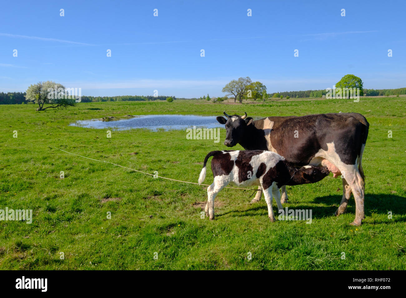 Cow and calf graze on a meadow at the summer Stock Photo - Alamy