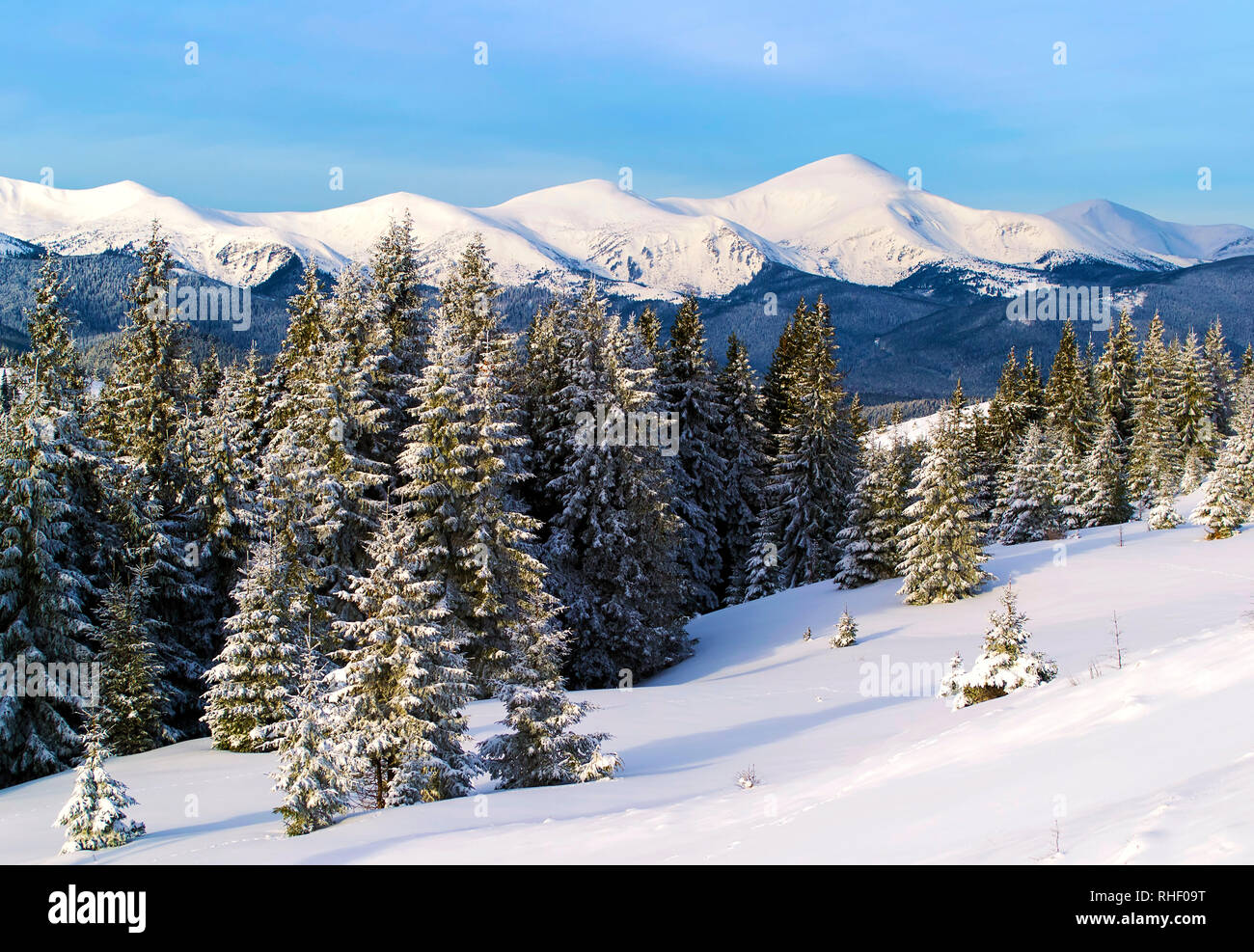 Winter mountain view. Spruce trees on the foreground. Snowy mountain ridge on the background. Ukraine. Carpathians Stock Photo