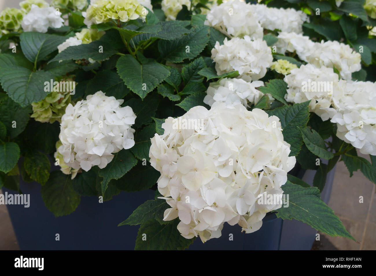 White Hydrangea Container Flowers Hydrangea Flower Flower