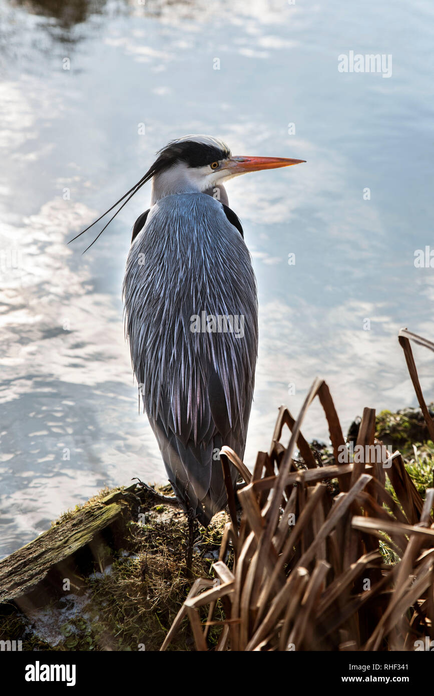 Grey Heron (Ardea cinerea) a wading bird of the heron family Stock Photo