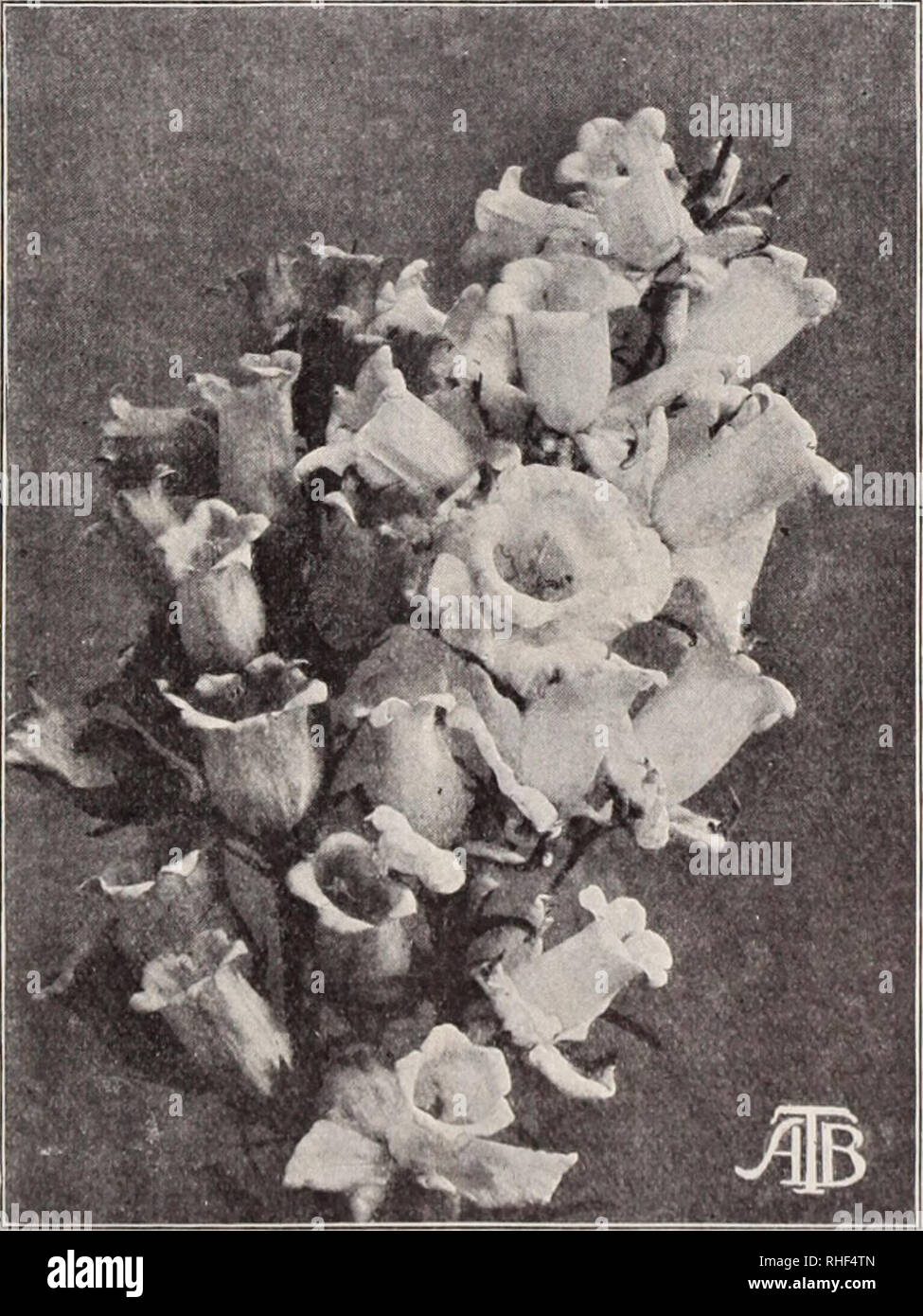 . Boddington's quality bulbs, seeds and plants / Arthur T. Boddington.. Nursery Catalogue. BODDINGTON'S '^yUa£l{yi/ SEEDS 13 Calceolaria Hybrida, Boddington's Perfection The herbaceous Calceolaria is an easily cultivated plant. So long as frost is excludetl from the plants in winter they are jierfectly safe, and to attempt to hasten growth at any time is a faiUire. July is the best month for sowing the seed. The great advance made in tlie habit of the strains otiiered is remarkable, whilst in tin- cohirs there is a marked improvement. Saved by E^nglanil's most famous spe- cialists. Monster flo Stock Photo