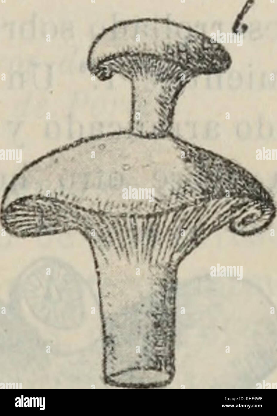 . Boletn de la Real Sociedad Espaola de Historia Natural. Real Sociedad Espaola de Historia Natural; Natural history; Natural history -- Spain. DE HISTORIA NATURAL. 99 interesante y digna de estudio. Bajo este concepto hemos creí- do del caso dar á conocer á la Sociedad los dos ejemplares de parasitismo fang-uícola, fig-urados en los dibujos adjuntos. En la fig-ura adjunta, a representa el sorabrerito de un hong-o normal denominado, seg-ún la persona que lo encon- tró, EscarUt hlanch, en esta regñón. No hemos podido deter- minar su filiación científica por falta de ocasión de estudiarlo person Stock Photo