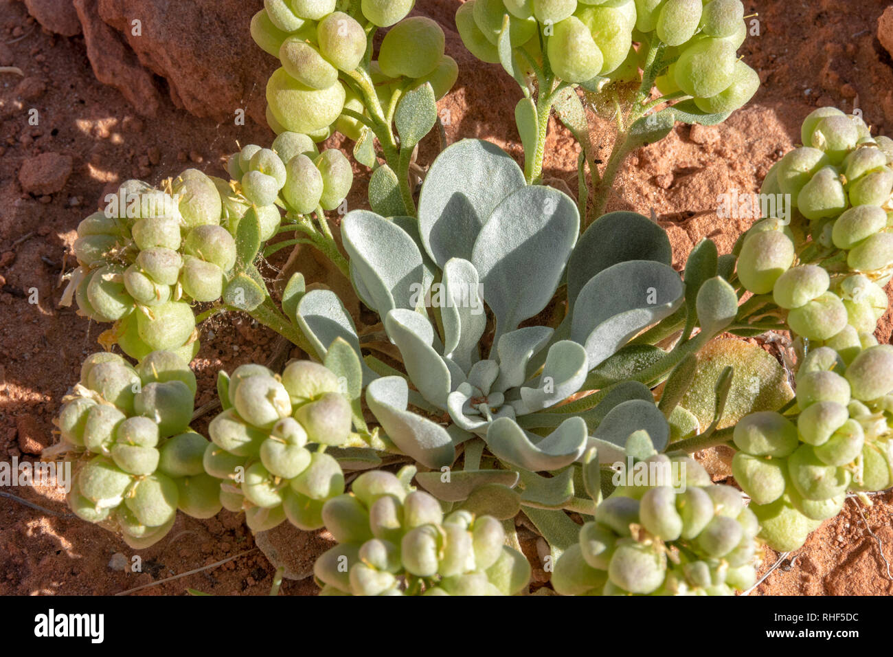 succulent plant in desert near Wilson Arch, near Moab, Utah, USA Stock Photo