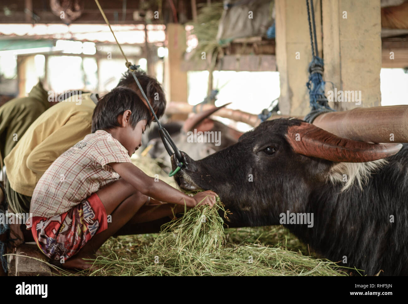 Children feed their expensive Buffalo carefully in Pasar Bolu Buffalo market in Toraja - Indonesia. Stock Photo