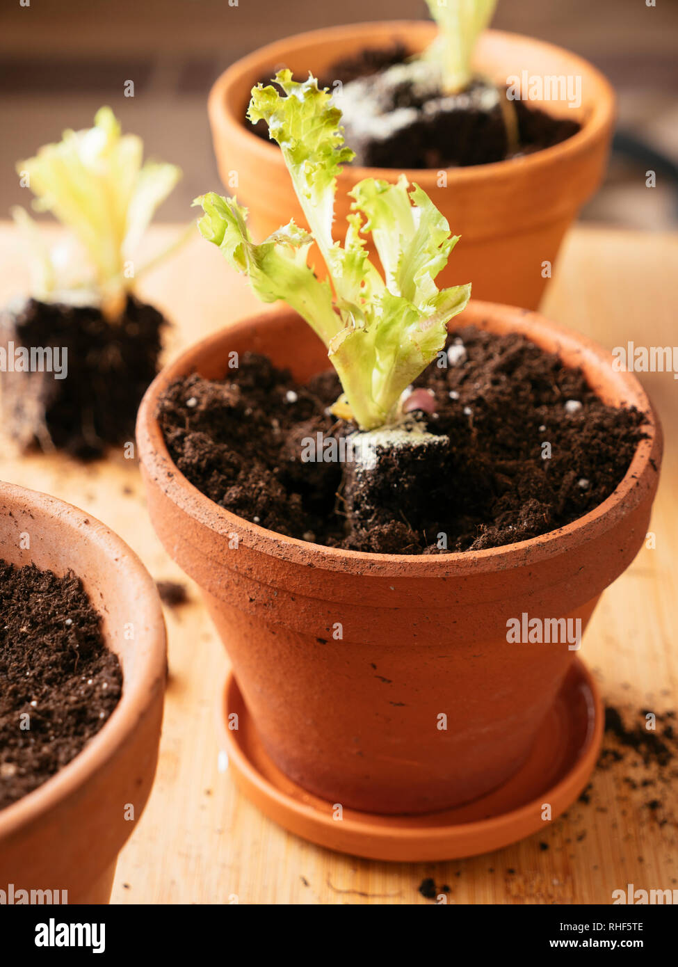 Lettuce scraps with roots replanted in a pot to produce a new lettuce. Stock Photo