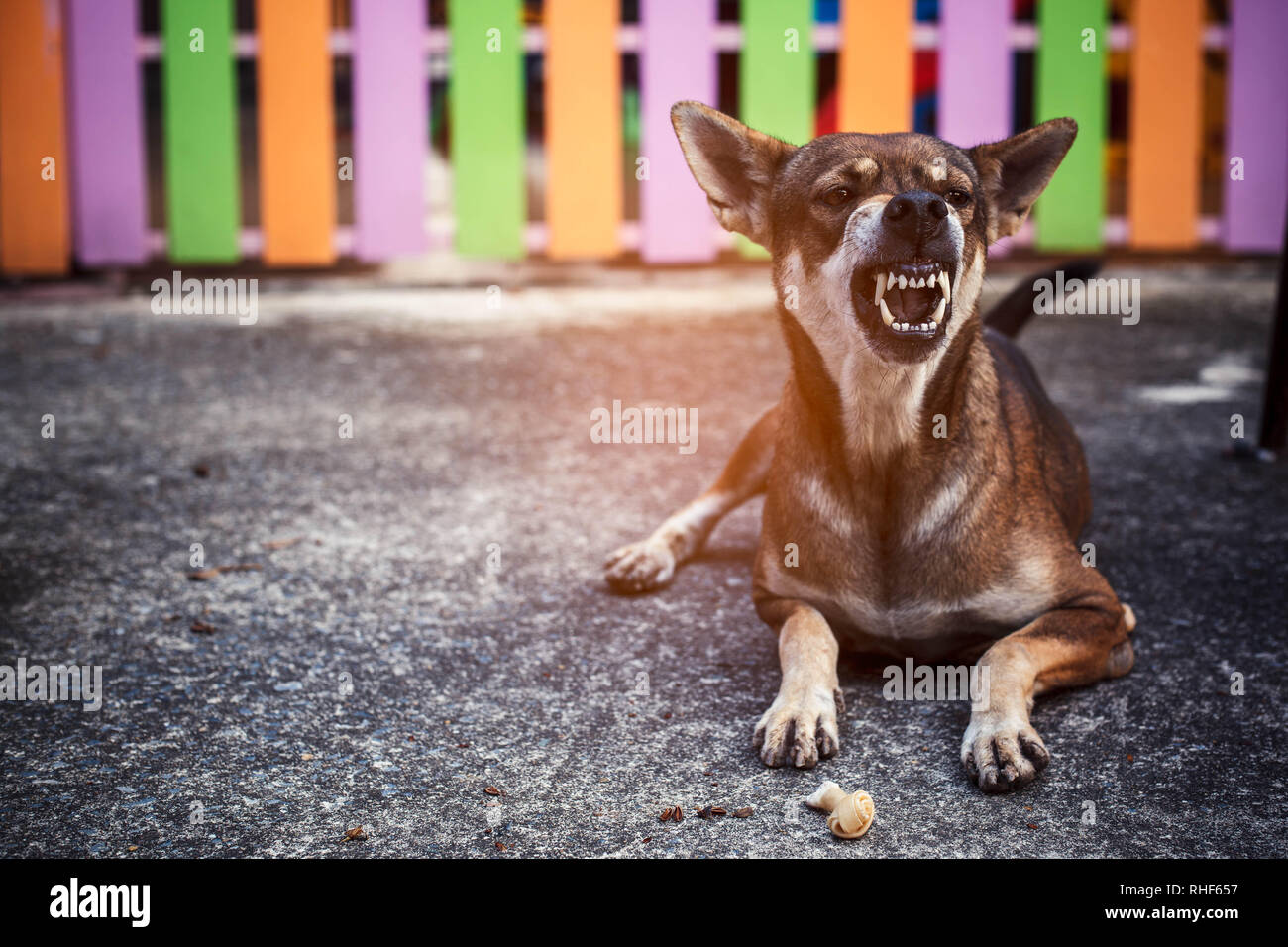 Angry Dog with food hungry Stock Photo